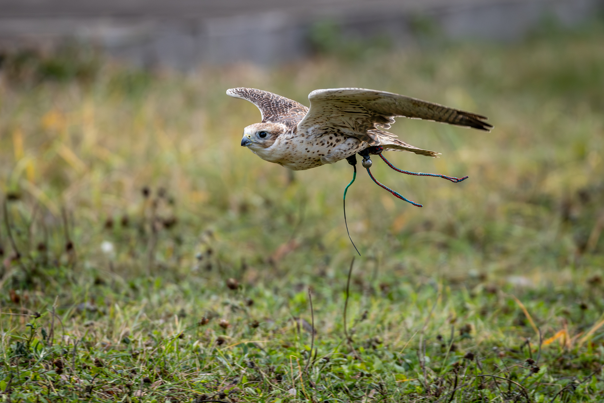 Pictures from photo hunting 98. Sokoliniy Dvor, Kolomenskoye. Part 1 - My, Ornithology League, Birds, Photo hunting, The photo, Ornithology, Falconry, Kolomenskoe, Predator birds, Longpost