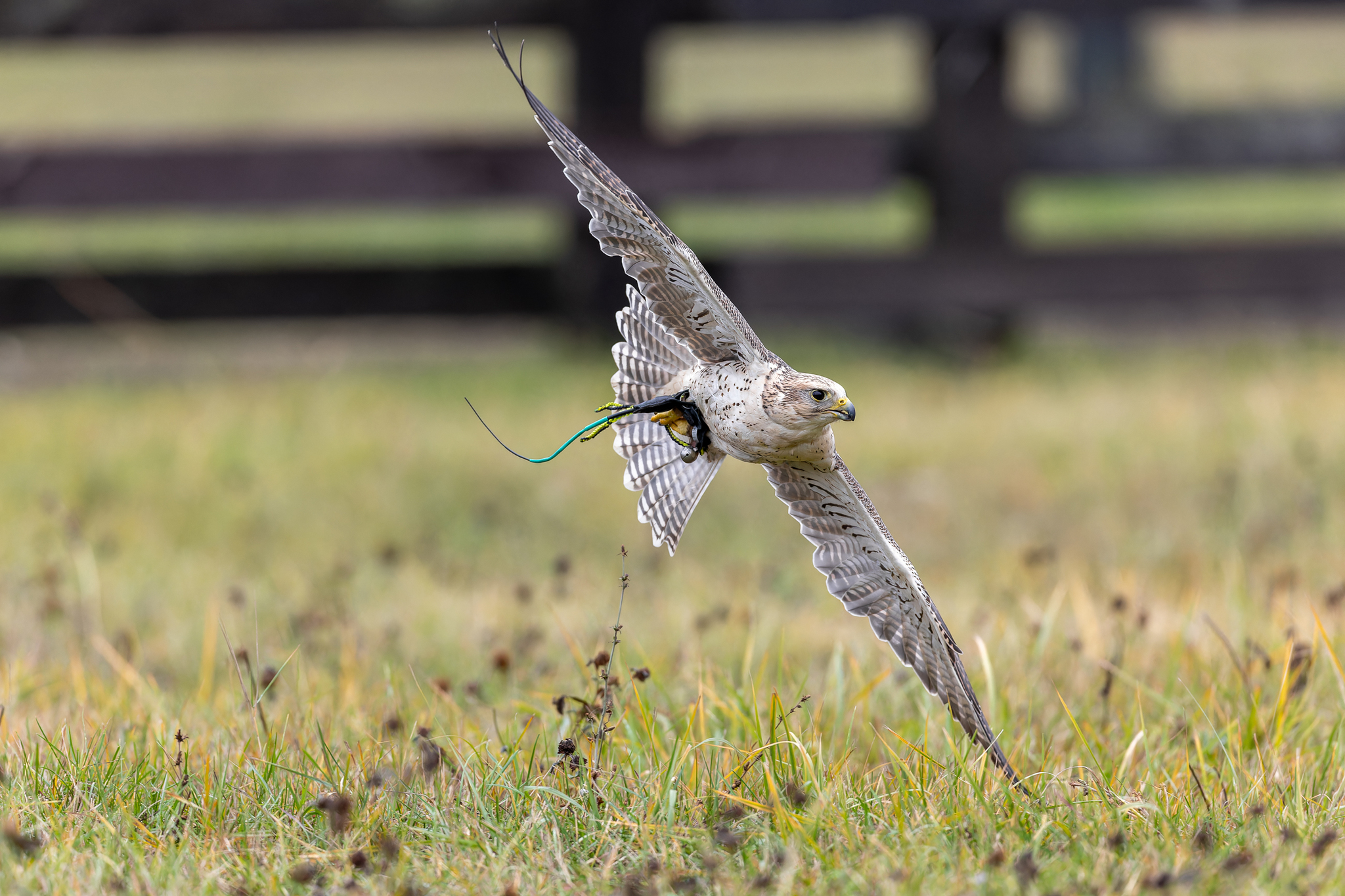 Pictures from photo hunting 98. Sokoliniy Dvor, Kolomenskoye. Part 1 - My, Ornithology League, Birds, Photo hunting, The photo, Ornithology, Falconry, Kolomenskoe, Predator birds, Longpost