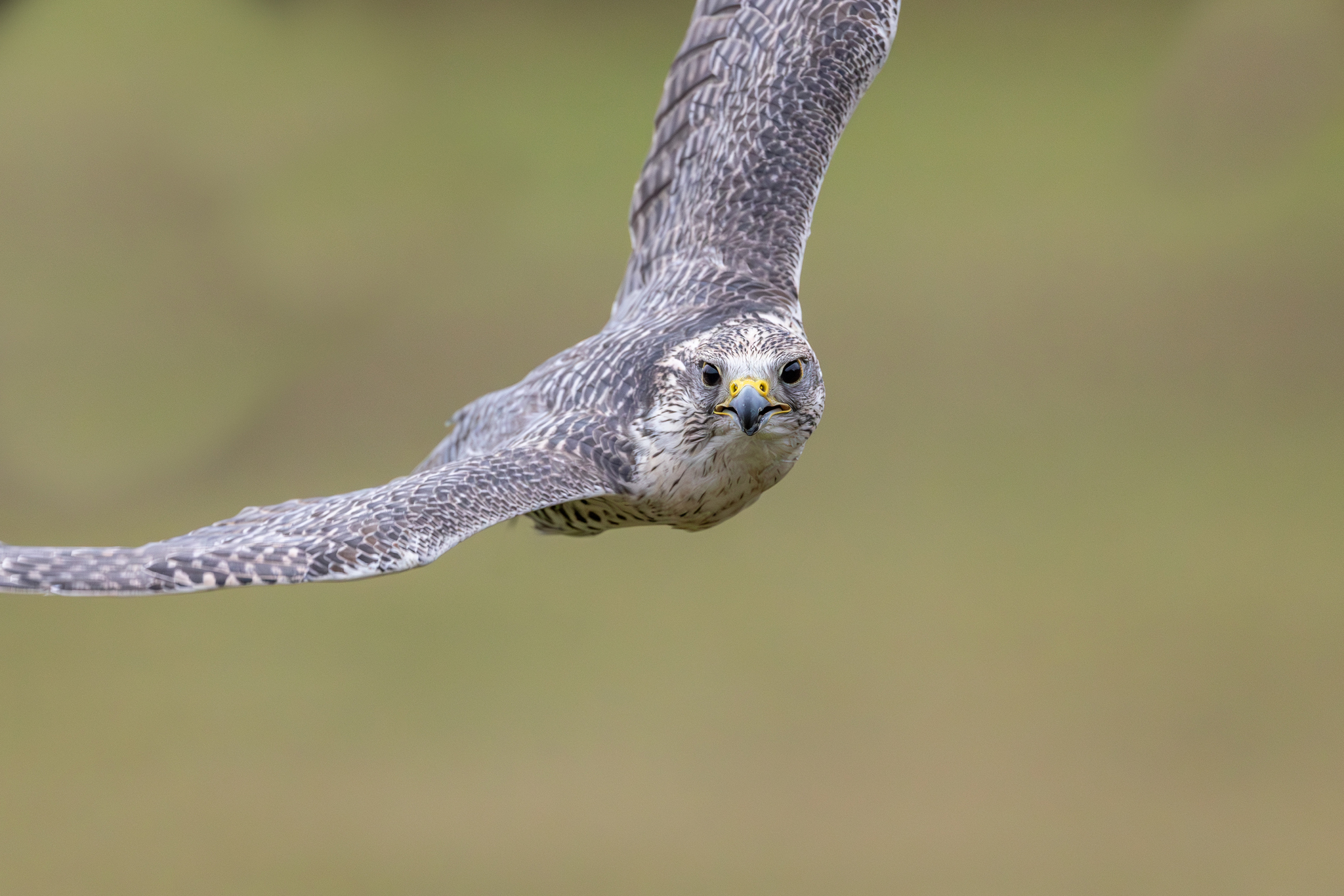 Pictures from photo hunting 98. Sokoliniy Dvor, Kolomenskoye. Part 1 - My, Ornithology League, Birds, Photo hunting, The photo, Ornithology, Falconry, Kolomenskoe, Predator birds, Longpost