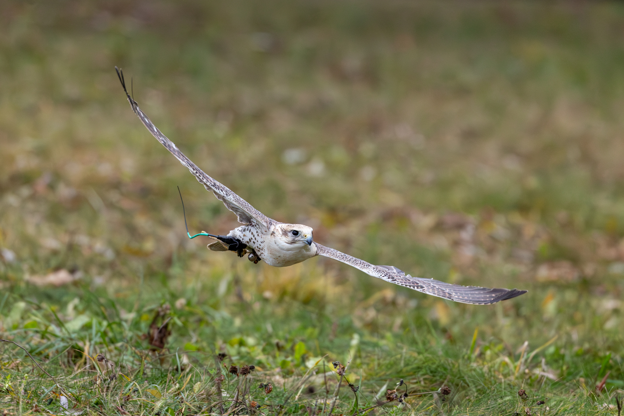 Pictures from photo hunting 98. Sokoliniy Dvor, Kolomenskoye. Part 1 - My, Ornithology League, Birds, Photo hunting, The photo, Ornithology, Falconry, Kolomenskoe, Predator birds, Longpost