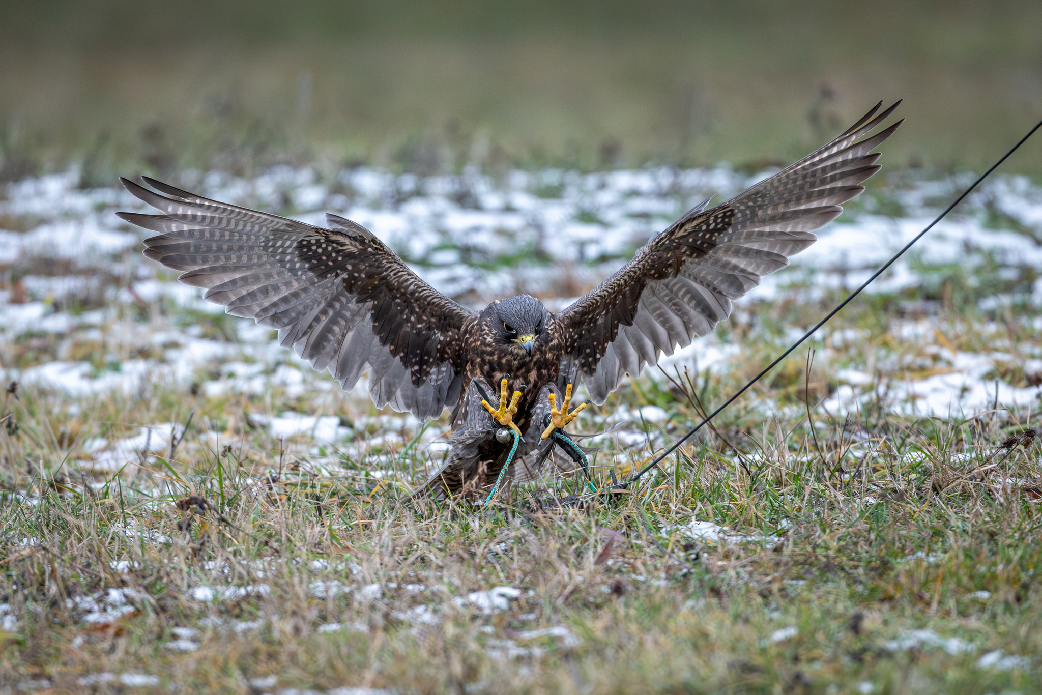 Pictures from photo hunting 98. Sokoliniy Dvor, Kolomenskoye. Part 1 - My, Ornithology League, Birds, Photo hunting, The photo, Ornithology, Falconry, Kolomenskoe, Predator birds, Longpost