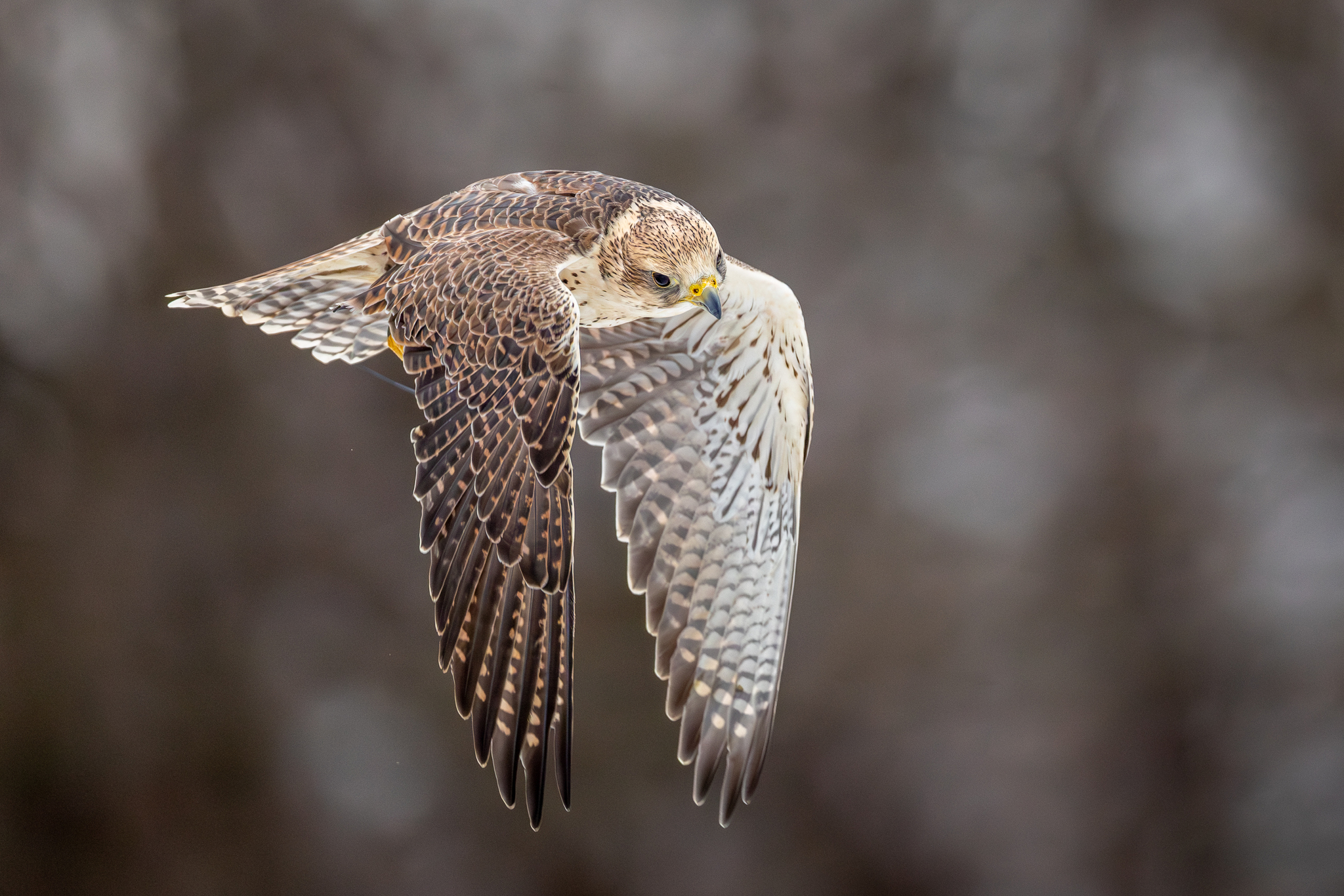 Pictures from photo hunting 98. Sokoliniy Dvor, Kolomenskoye. Part 1 - My, Ornithology League, Birds, Photo hunting, The photo, Ornithology, Falconry, Kolomenskoe, Predator birds, Longpost