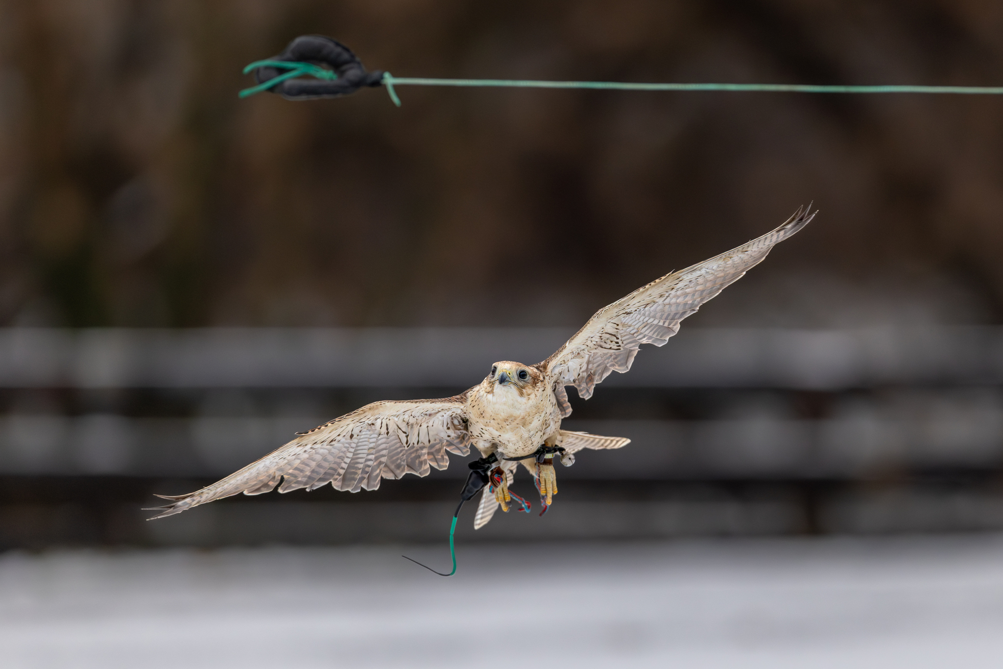 Pictures from photo hunting 98. Sokoliniy Dvor, Kolomenskoye. Part 1 - My, Ornithology League, Birds, Photo hunting, The photo, Ornithology, Falconry, Kolomenskoe, Predator birds, Longpost