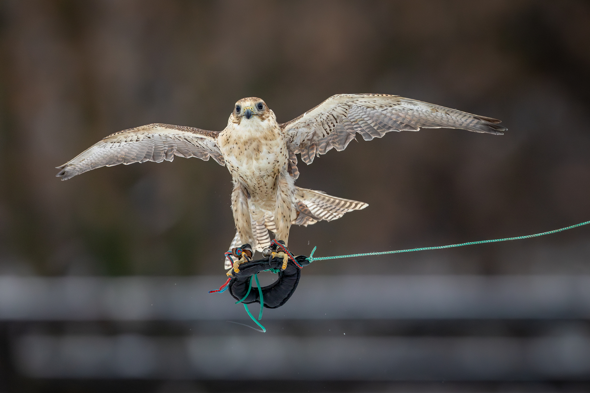 Pictures from photo hunting 98. Sokoliniy Dvor, Kolomenskoye. Part 1 - My, Ornithology League, Birds, Photo hunting, The photo, Ornithology, Falconry, Kolomenskoe, Predator birds, Longpost