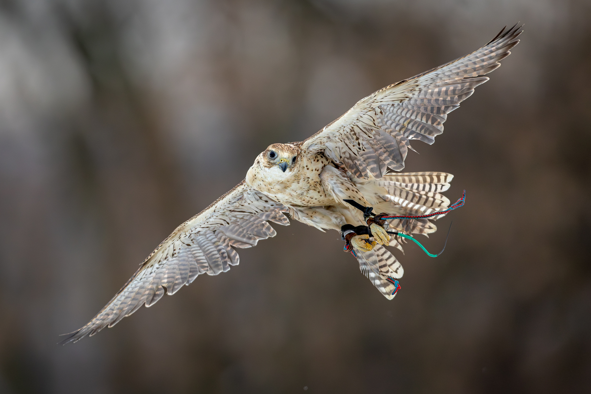 Pictures from photo hunting 98. Sokoliniy Dvor, Kolomenskoye. Part 1 - My, Ornithology League, Birds, Photo hunting, The photo, Ornithology, Falconry, Kolomenskoe, Predator birds, Longpost