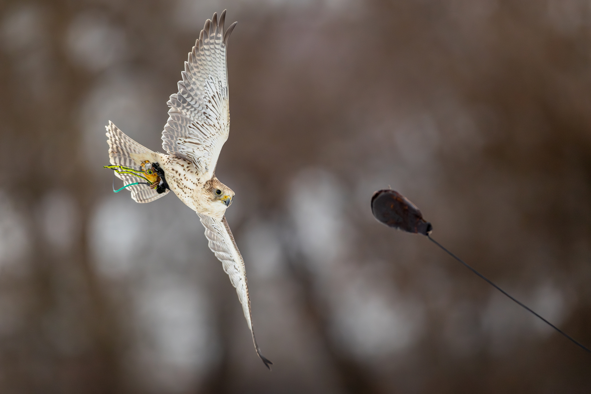 Pictures from photo hunting 98. Sokoliniy Dvor, Kolomenskoye. Part 1 - My, Ornithology League, Birds, Photo hunting, The photo, Ornithology, Falconry, Kolomenskoe, Predator birds, Longpost