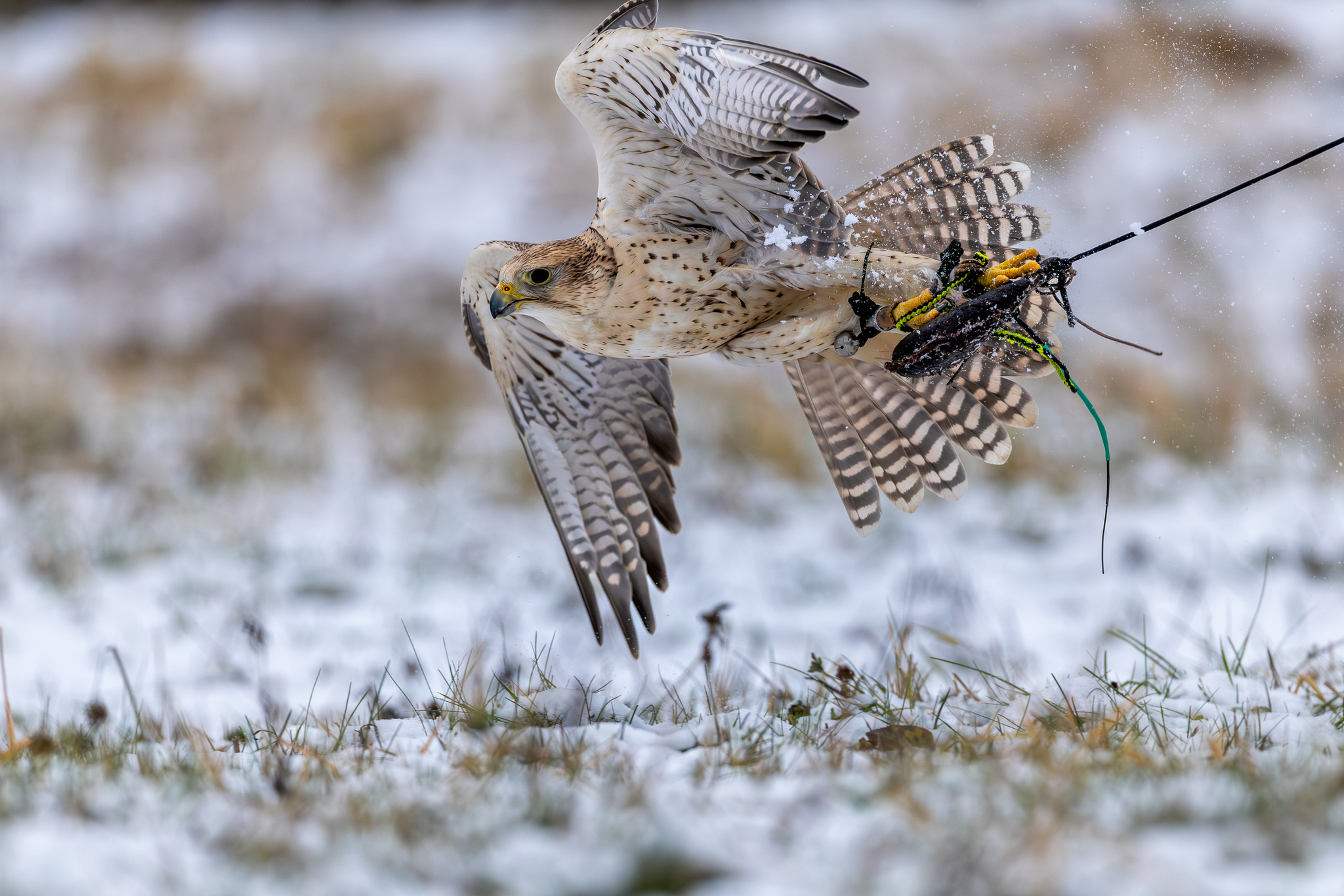 Pictures from photo hunting 98. Sokoliniy Dvor, Kolomenskoye. Part 1 - My, Ornithology League, Birds, Photo hunting, The photo, Ornithology, Falconry, Kolomenskoe, Predator birds, Longpost