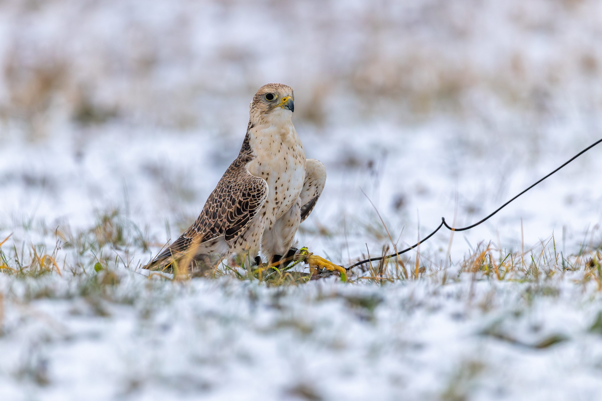 Pictures from photo hunting 98. Sokoliniy Dvor, Kolomenskoye. Part 1 - My, Ornithology League, Birds, Photo hunting, The photo, Ornithology, Falconry, Kolomenskoe, Predator birds, Longpost