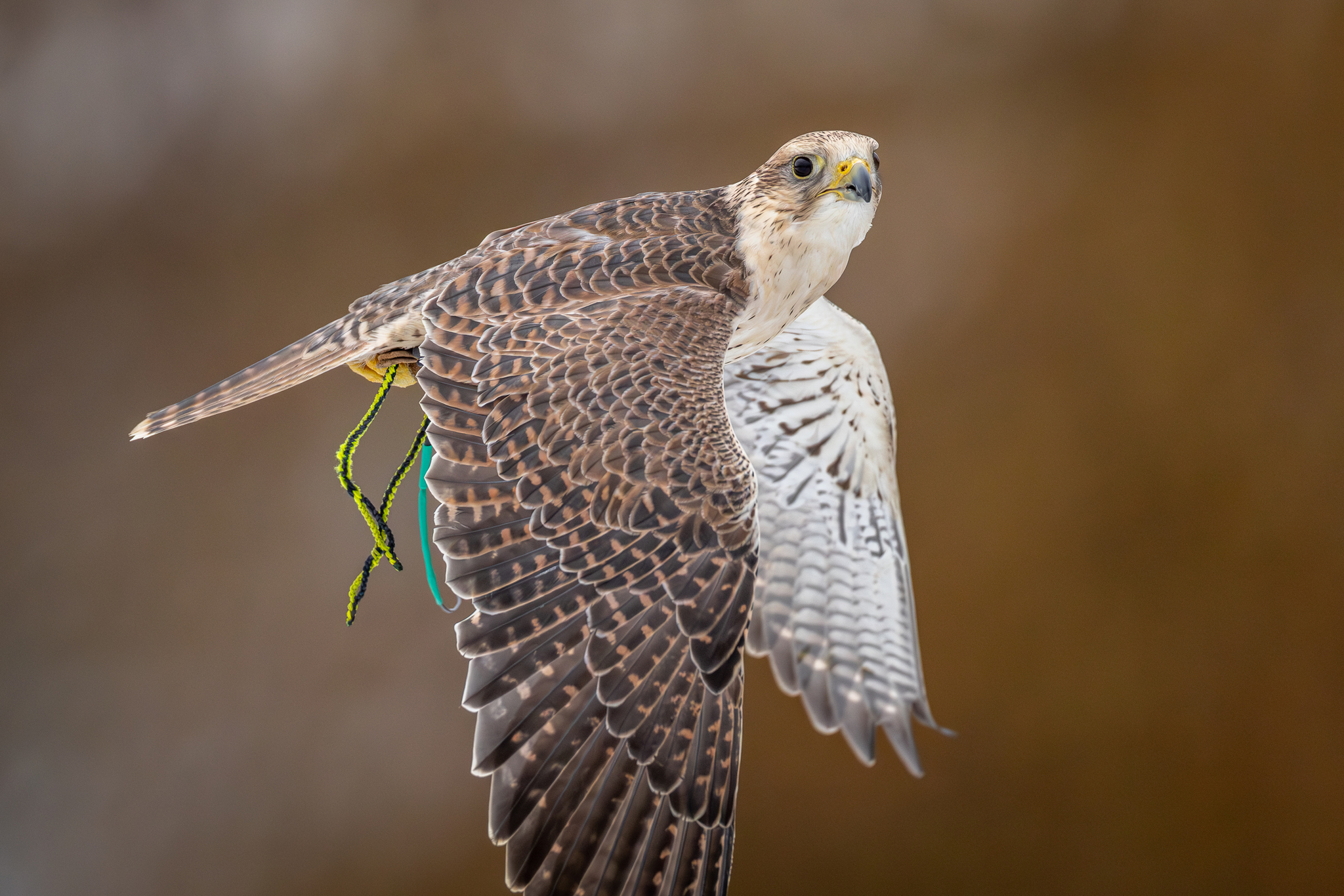 Pictures from photo hunting 98. Sokoliniy Dvor, Kolomenskoye. Part 1 - My, Ornithology League, Birds, Photo hunting, The photo, Ornithology, Falconry, Kolomenskoe, Predator birds, Longpost