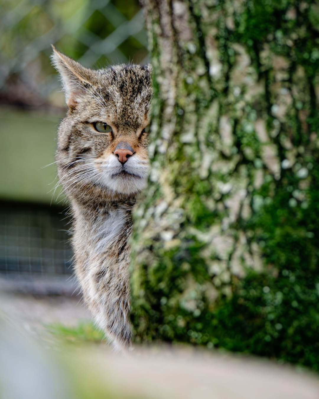 I'm watching you - Forest cat, Small cats, Cat family, Predatory animals, Wild animals, Zoo, The photo