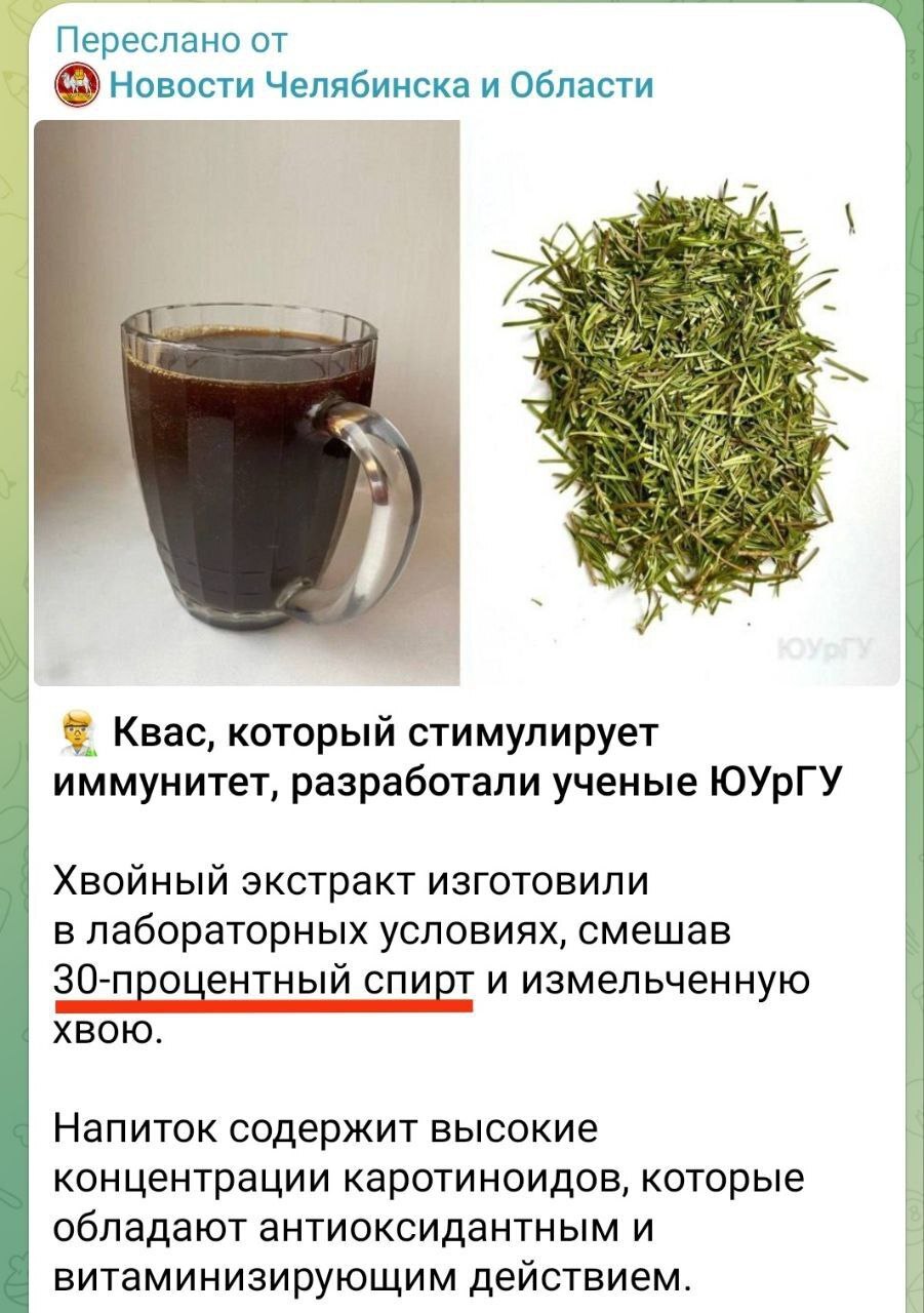 Хвойный квас | Пикабу