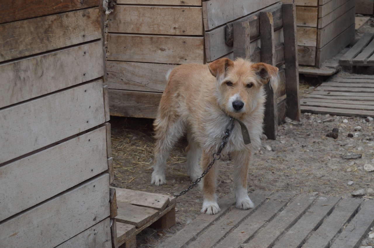 NOTICE THE GLORIOUS DOG FROSENKA!!!!! - Volunteering, Homeless animals, In good hands, Overexposure, Dog, Permian, Shelter, Kindness, Longpost