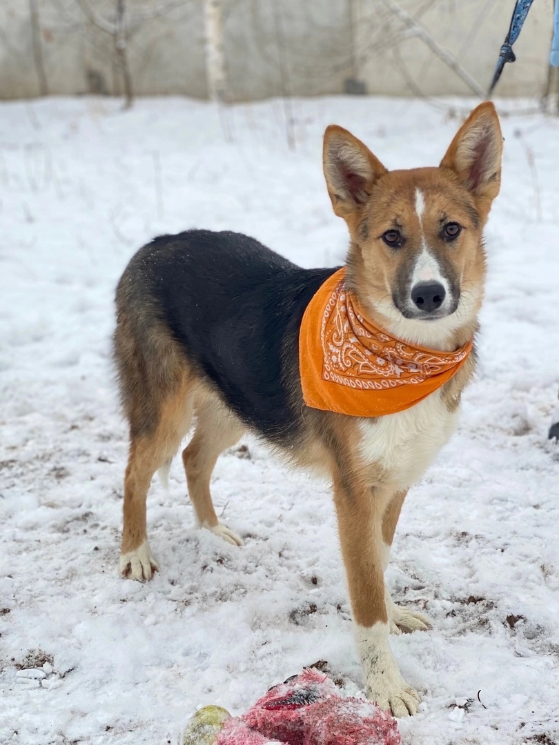 Bright girl LADUSHKA is waiting to be noticed and taken! - In good hands, Overexposure, Homeless animals, Volunteering, Dog, Permian, Kindness, Shelter, Longpost