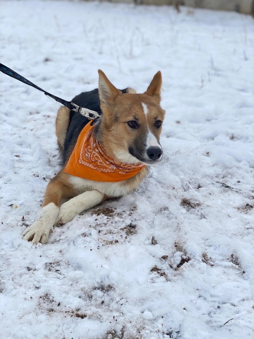 Bright girl LADUSHKA is waiting to be noticed and taken! - In good hands, Overexposure, Homeless animals, Volunteering, Dog, Permian, Kindness, Shelter, Longpost