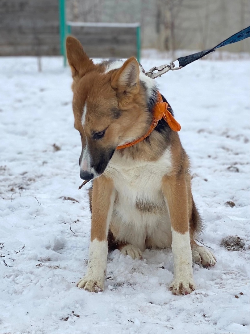 Bright girl LADUSHKA is waiting to be noticed and taken! - In good hands, Overexposure, Homeless animals, Volunteering, Dog, Permian, Kindness, Shelter, Longpost