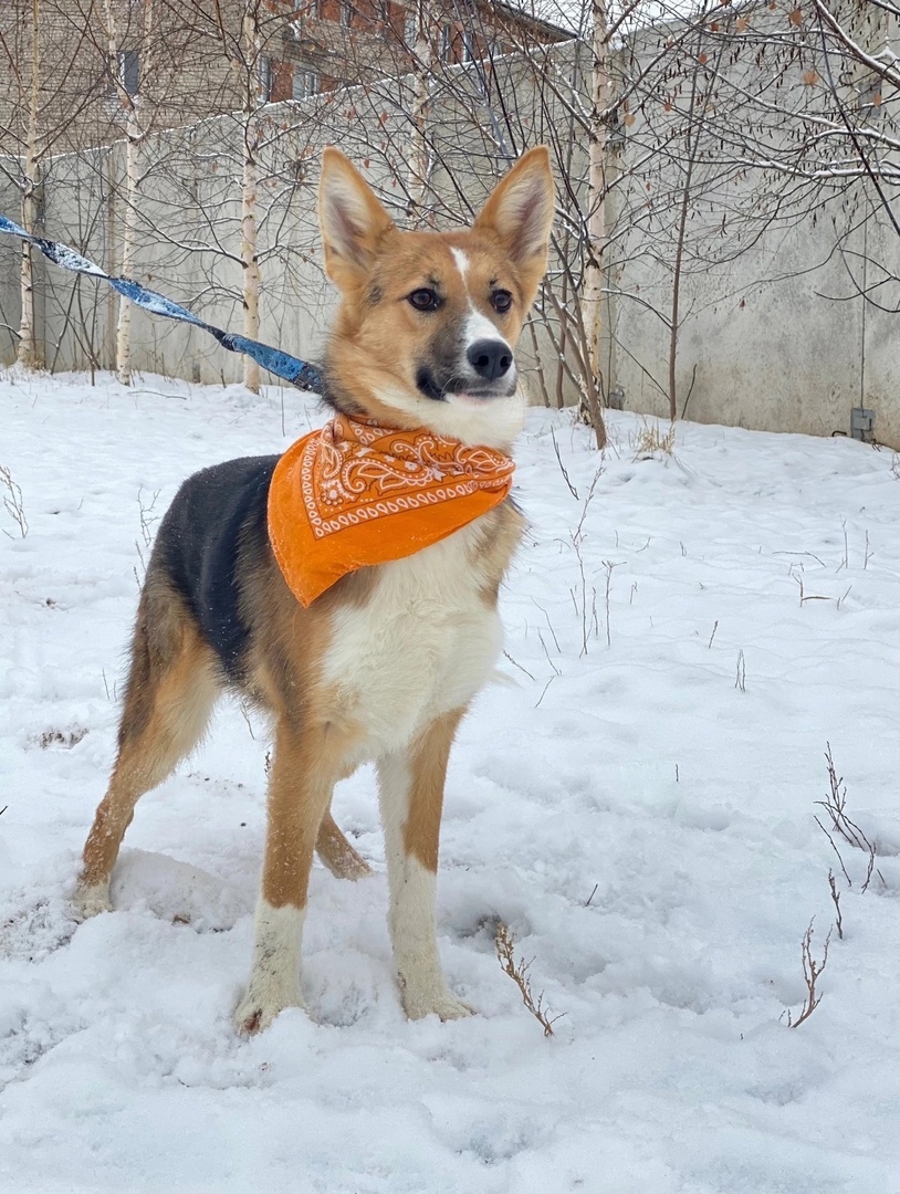 Bright girl LADUSHKA is waiting to be noticed and taken! - In good hands, Overexposure, Homeless animals, Volunteering, Dog, Permian, Kindness, Shelter, Longpost