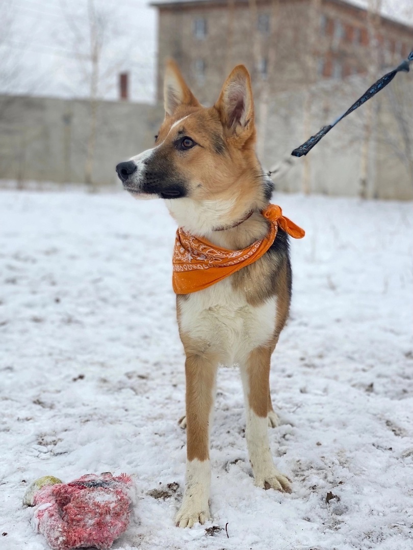 Bright girl LADUSHKA is waiting to be noticed and taken! - In good hands, Overexposure, Homeless animals, Volunteering, Dog, Permian, Kindness, Shelter, Longpost