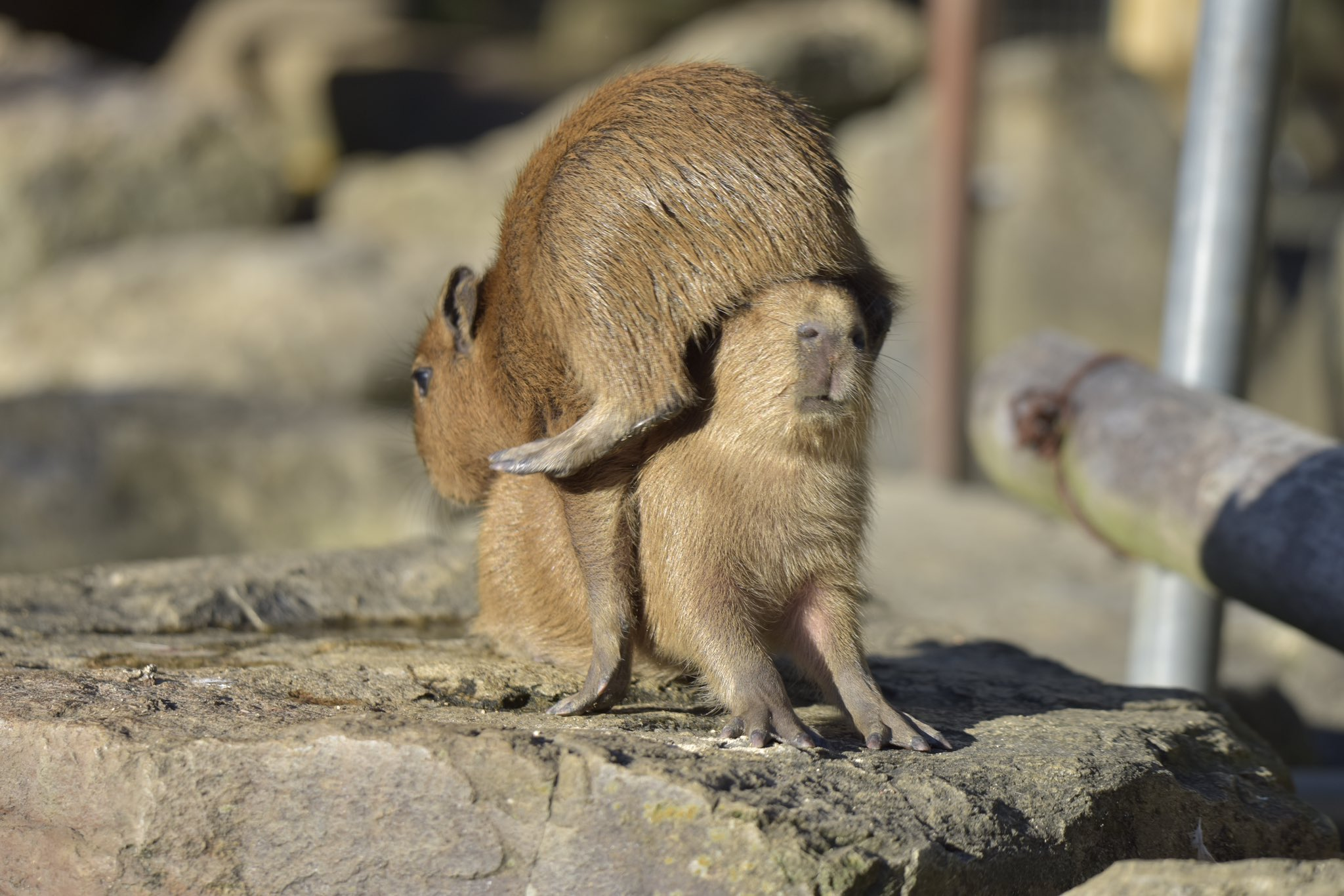 Will bangs suit me? - Wild animals, Zoo, Capybara, Young, Rodents, Animal games