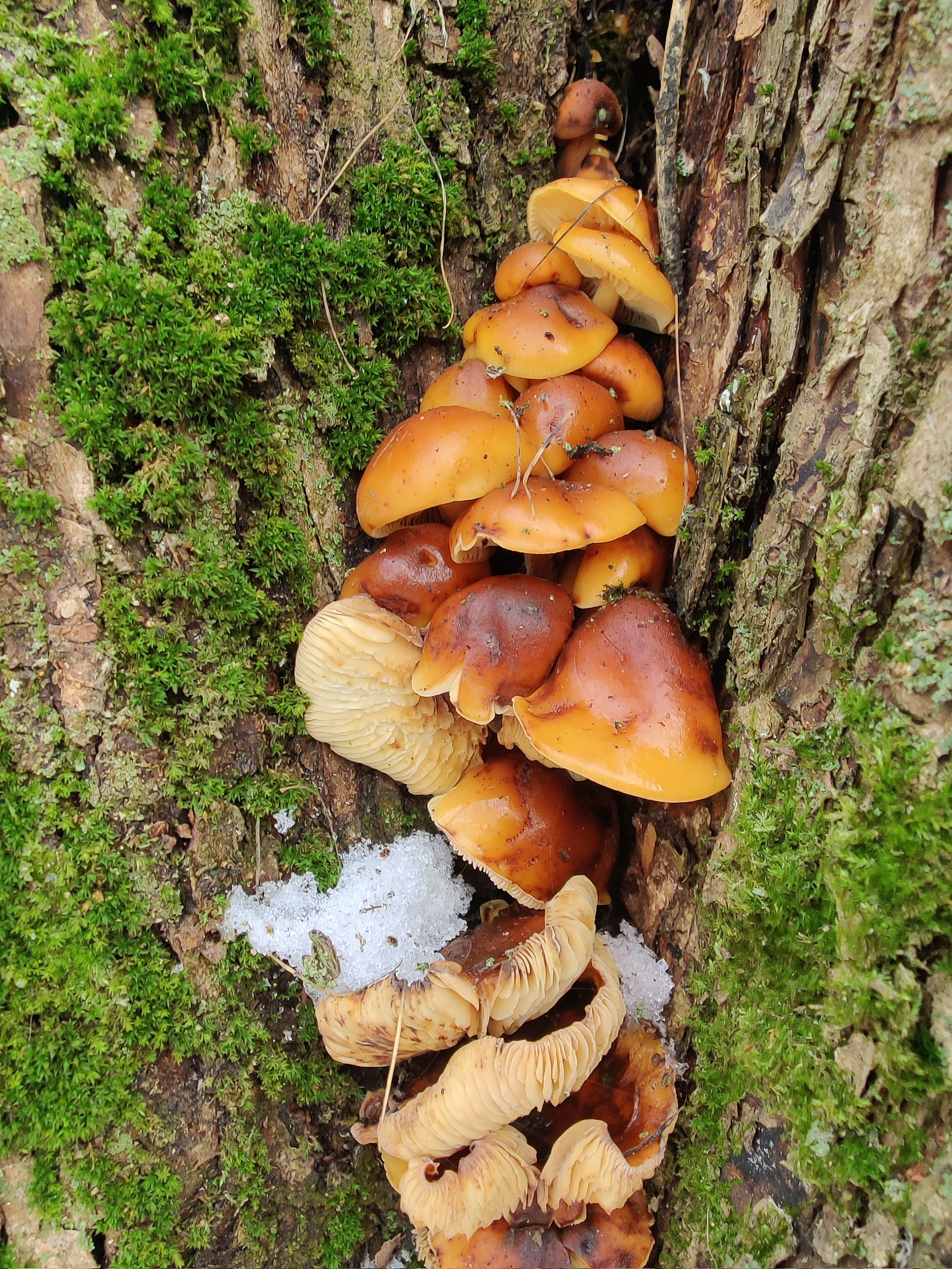 Mushrooms under the snow - My, Mushrooms, Snow, Tree, City walk, Nature, The photo, Longpost