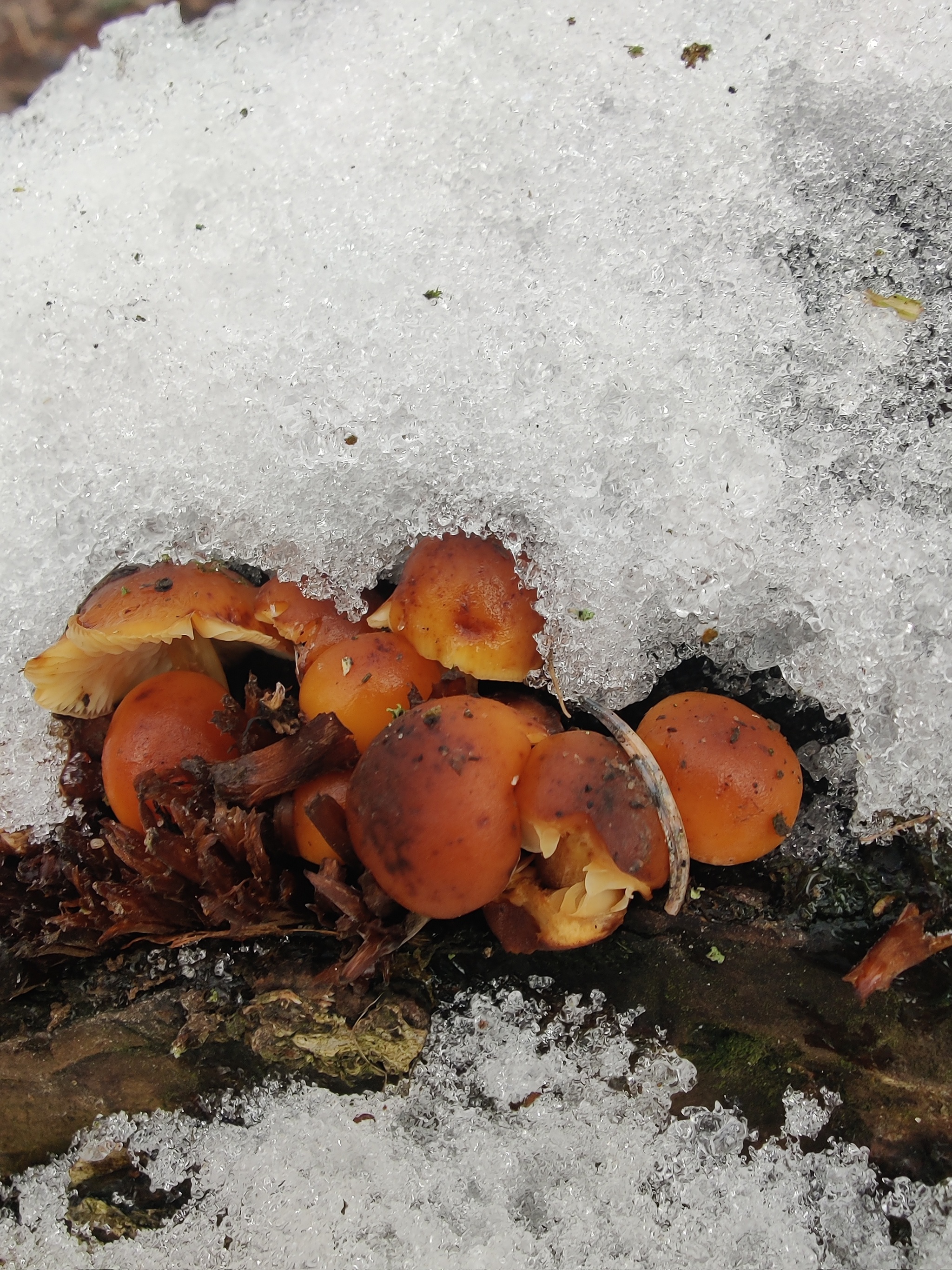 Mushrooms under the snow - My, Mushrooms, Snow, Tree, City walk, Nature, The photo, Longpost