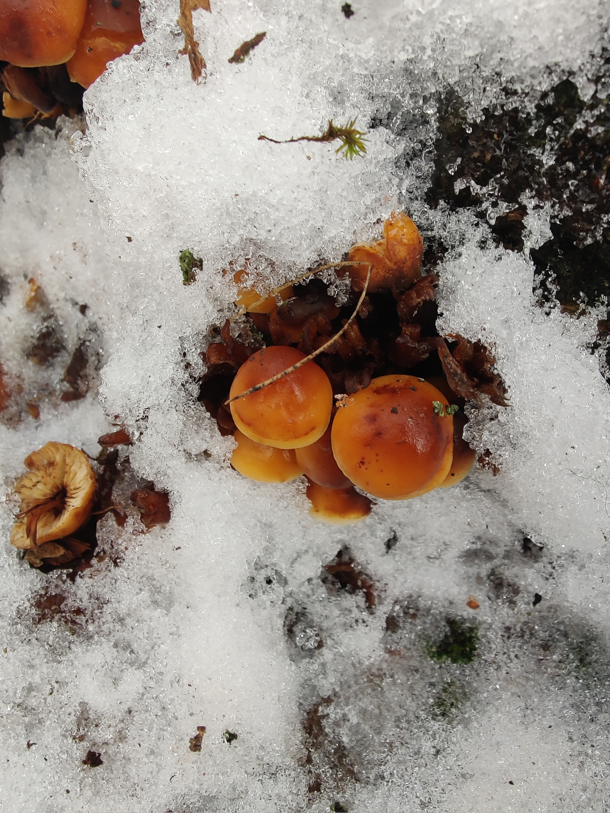 Mushrooms under the snow - My, Mushrooms, Snow, Tree, City walk, Nature, The photo, Longpost