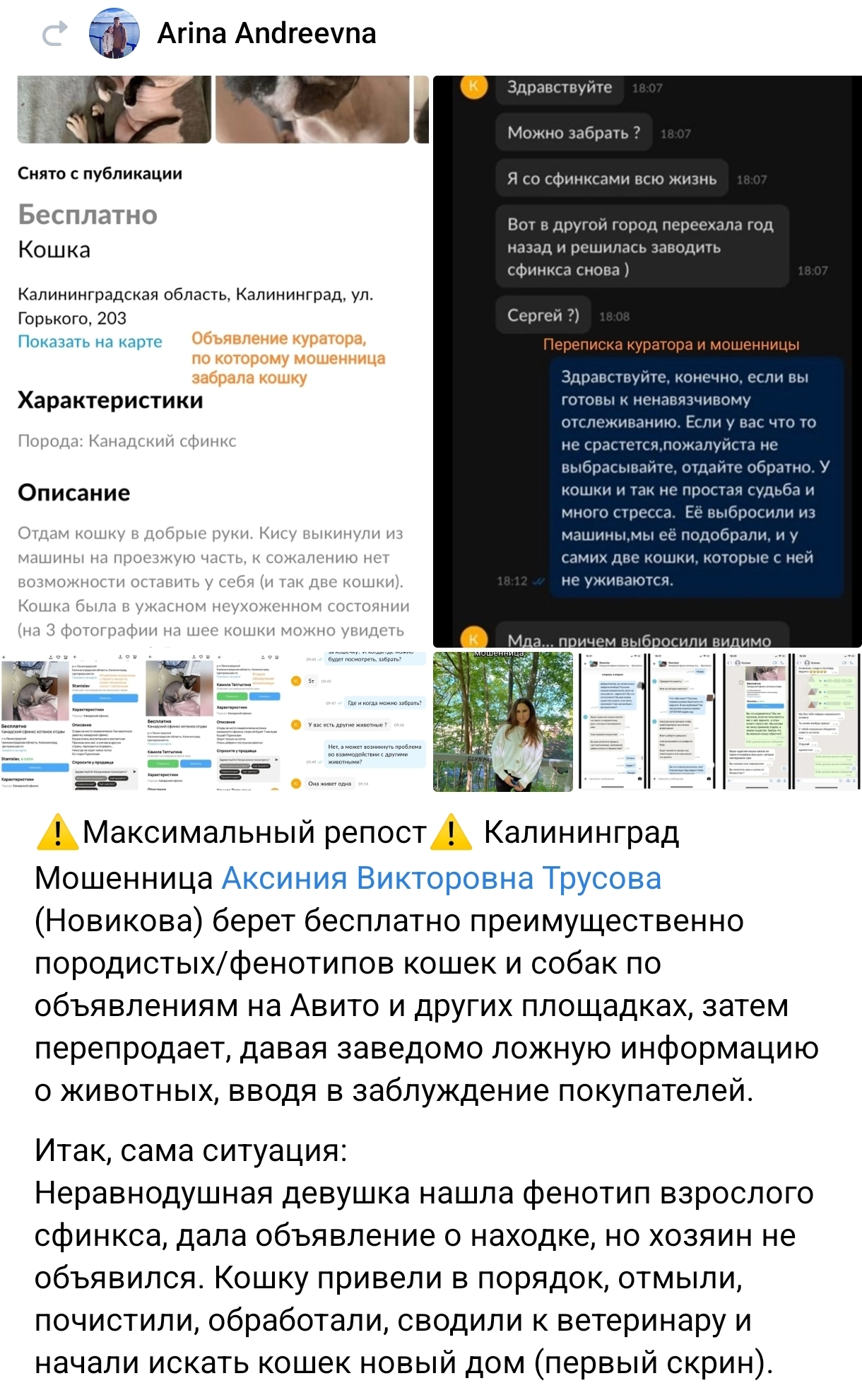 А у вас был подобный опыт с волонтёрами?! - Волонтерство, Обмен опытом, Приют, Мнение, Кот, Ищу информацию, Длиннопост