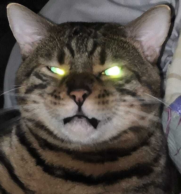 My cat is a demon - My, cat, Milota, Longpost, Pets