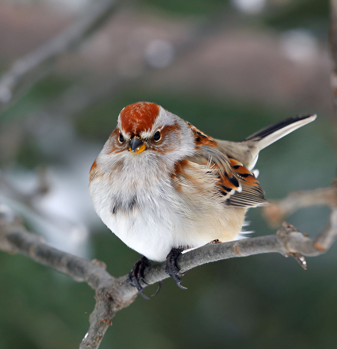 Wood spizzella - The photo, From the network, Passeriformes, Sparrow, Birds, Ornithology, wildlife