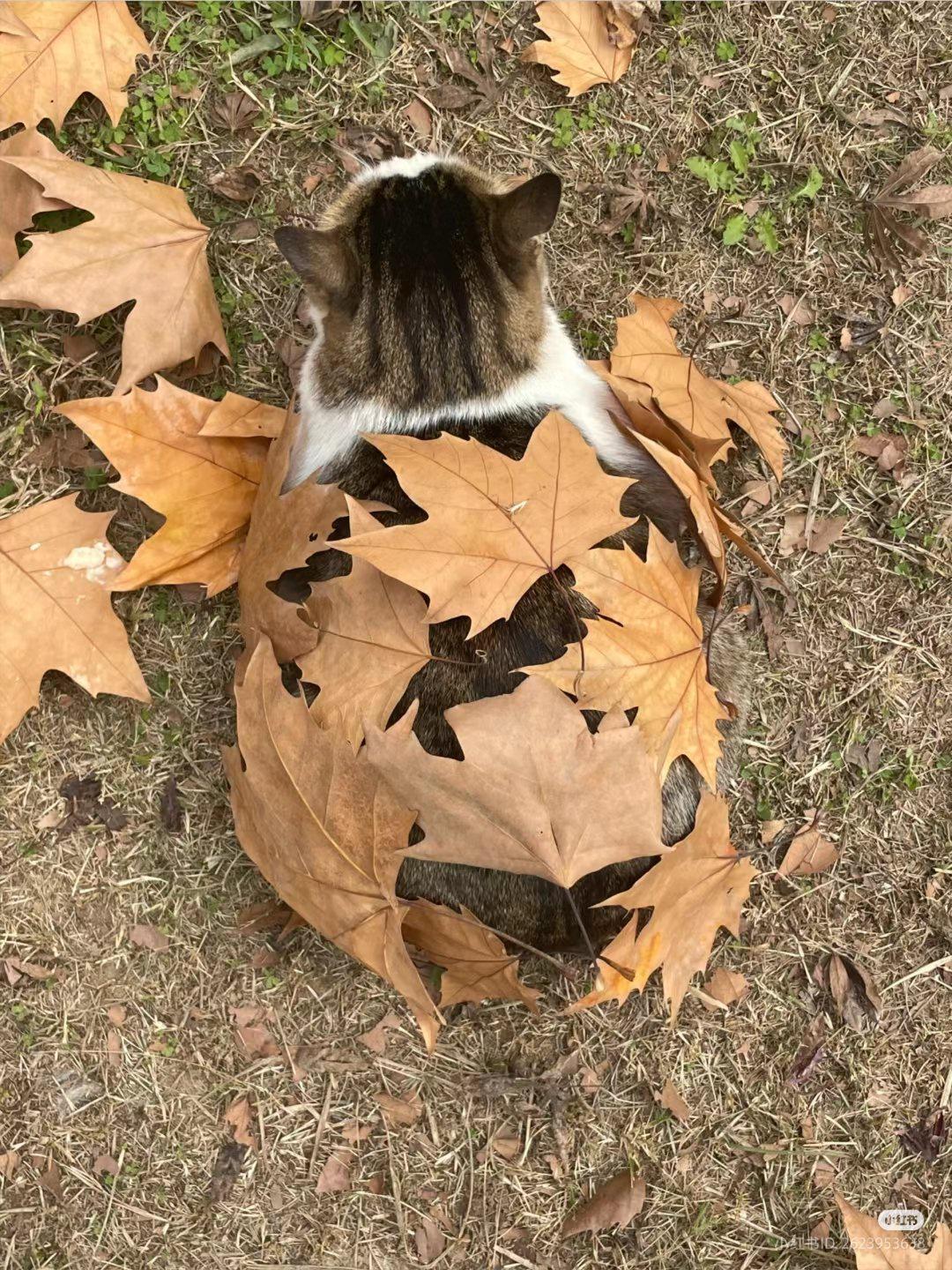 Autumn cat mufflage - cat, Leaves, Autumn leaves, Maple, Autumn, Camouflage, The photo