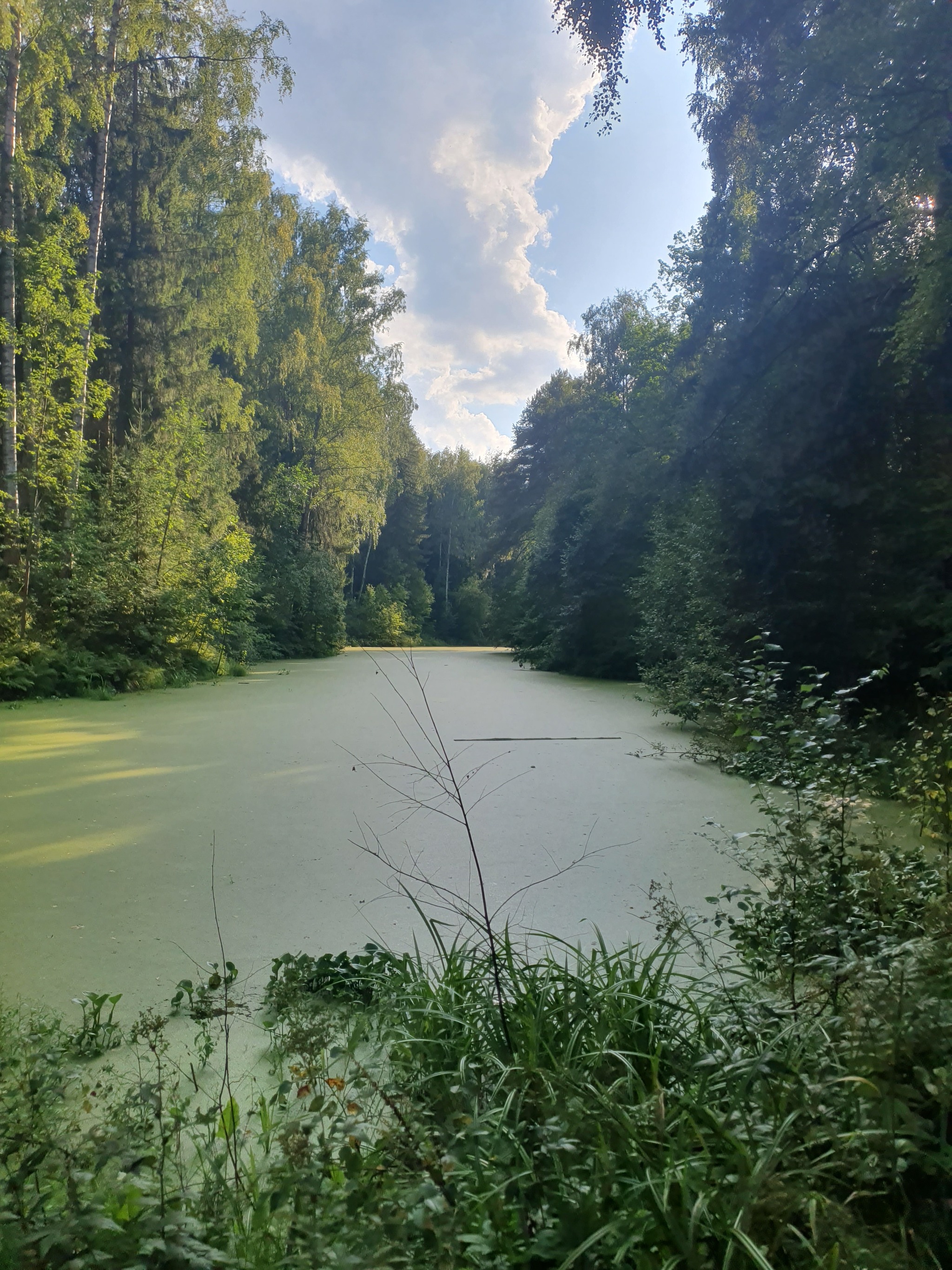 Зима и лето - Моё, Санкт-Петербург, Парк, Природа