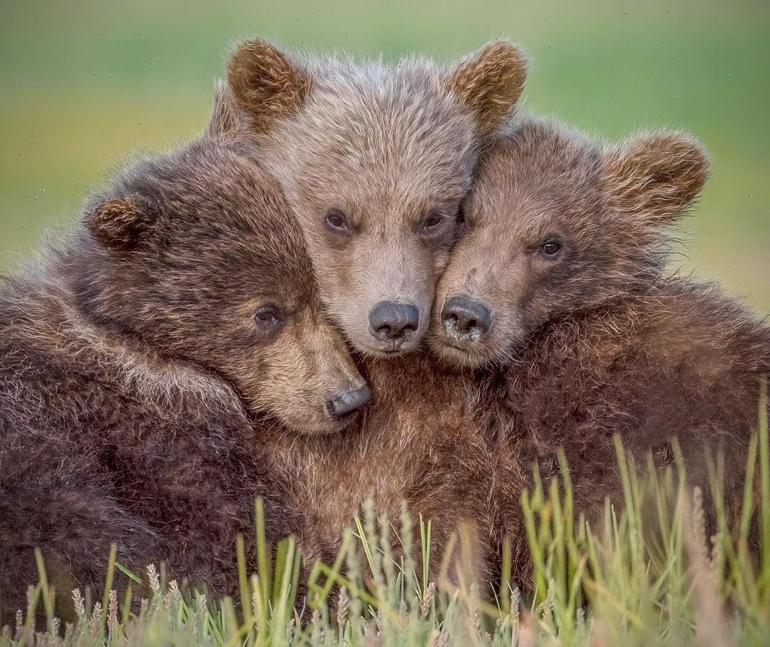 Unity - The Bears, Brown bears, Teddy bears, Predatory animals, Wild animals, wildlife, National park, North America, The photo