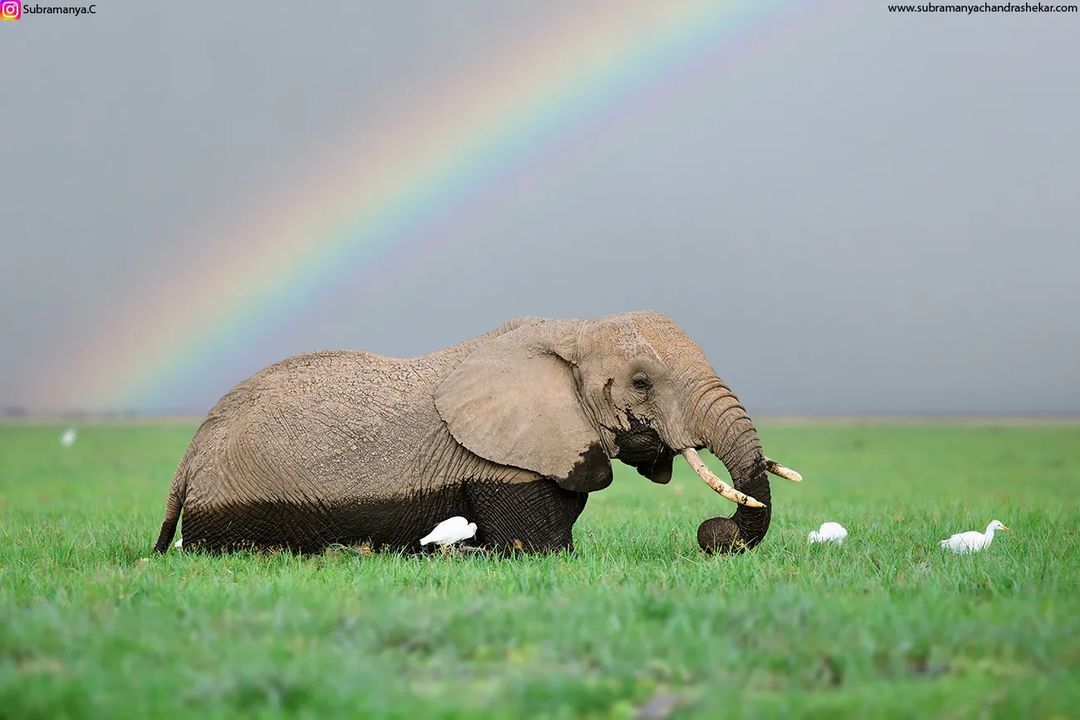 Swamp Elephant - Elephants, Birds, Wild animals, wildlife, National park, Africa, Swamp, Grass, Rainbow, The photo