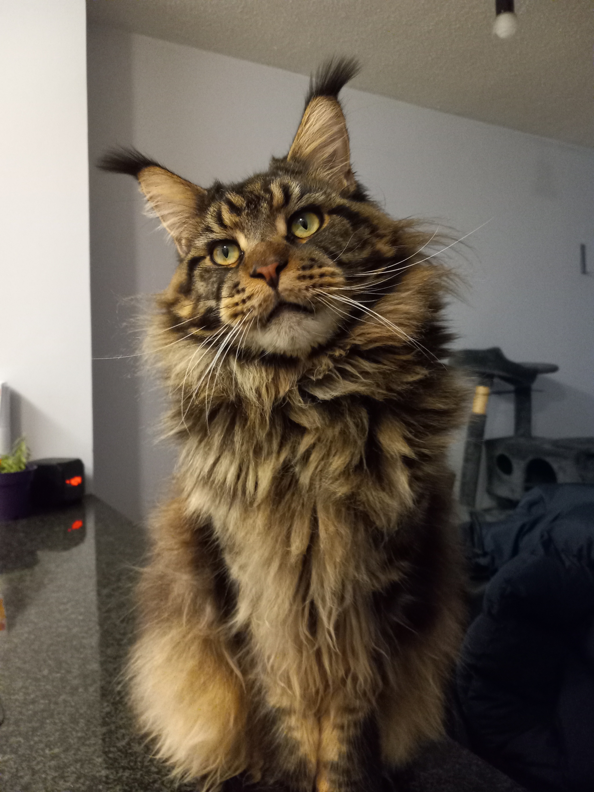 My Cat - My, Maine Coon, cat, Pet the cat, Fluffy, Cat lovers, Pets, The photo