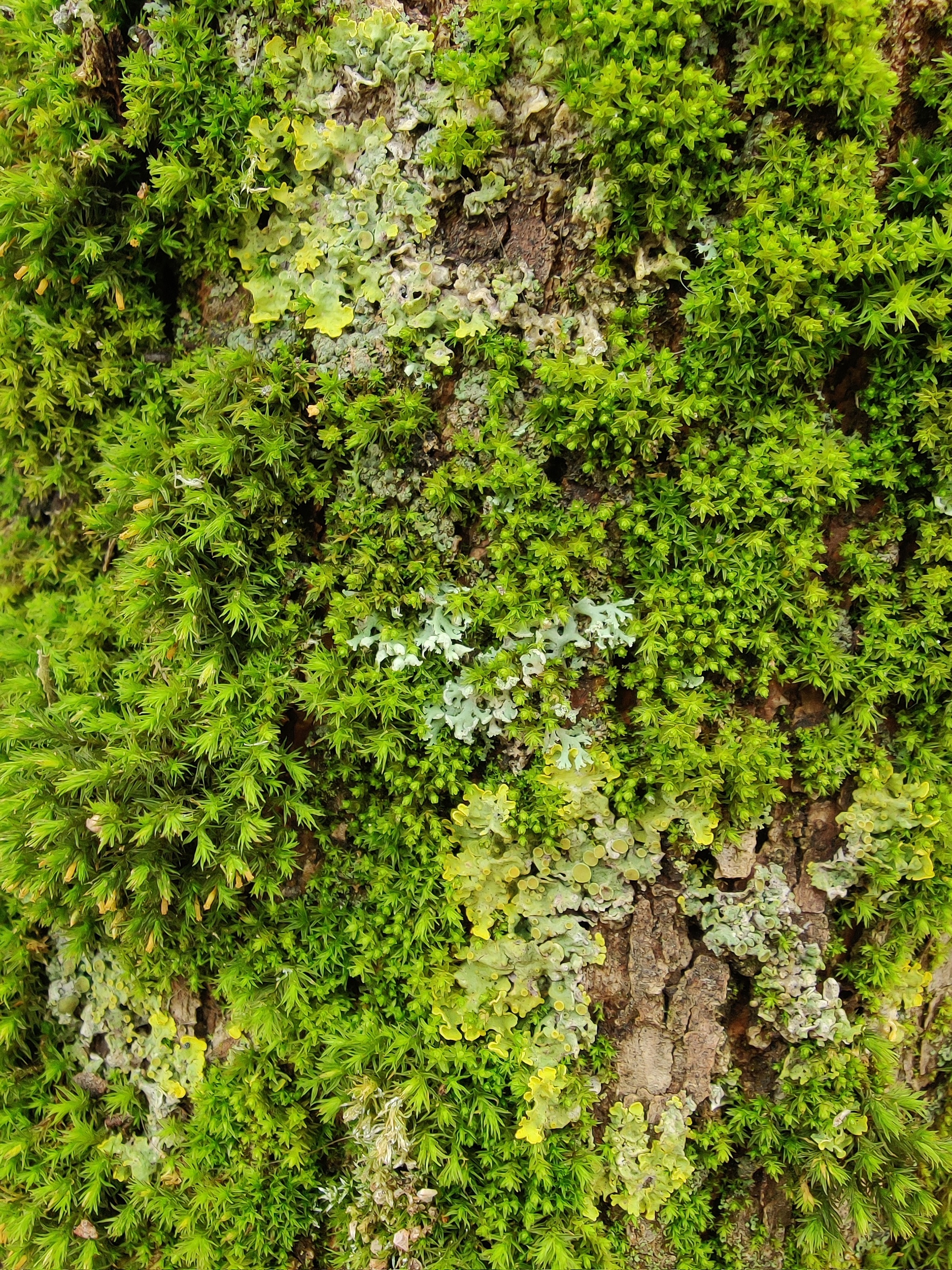 Lichens and mosses in the city - My, Nature, City walk, The photo