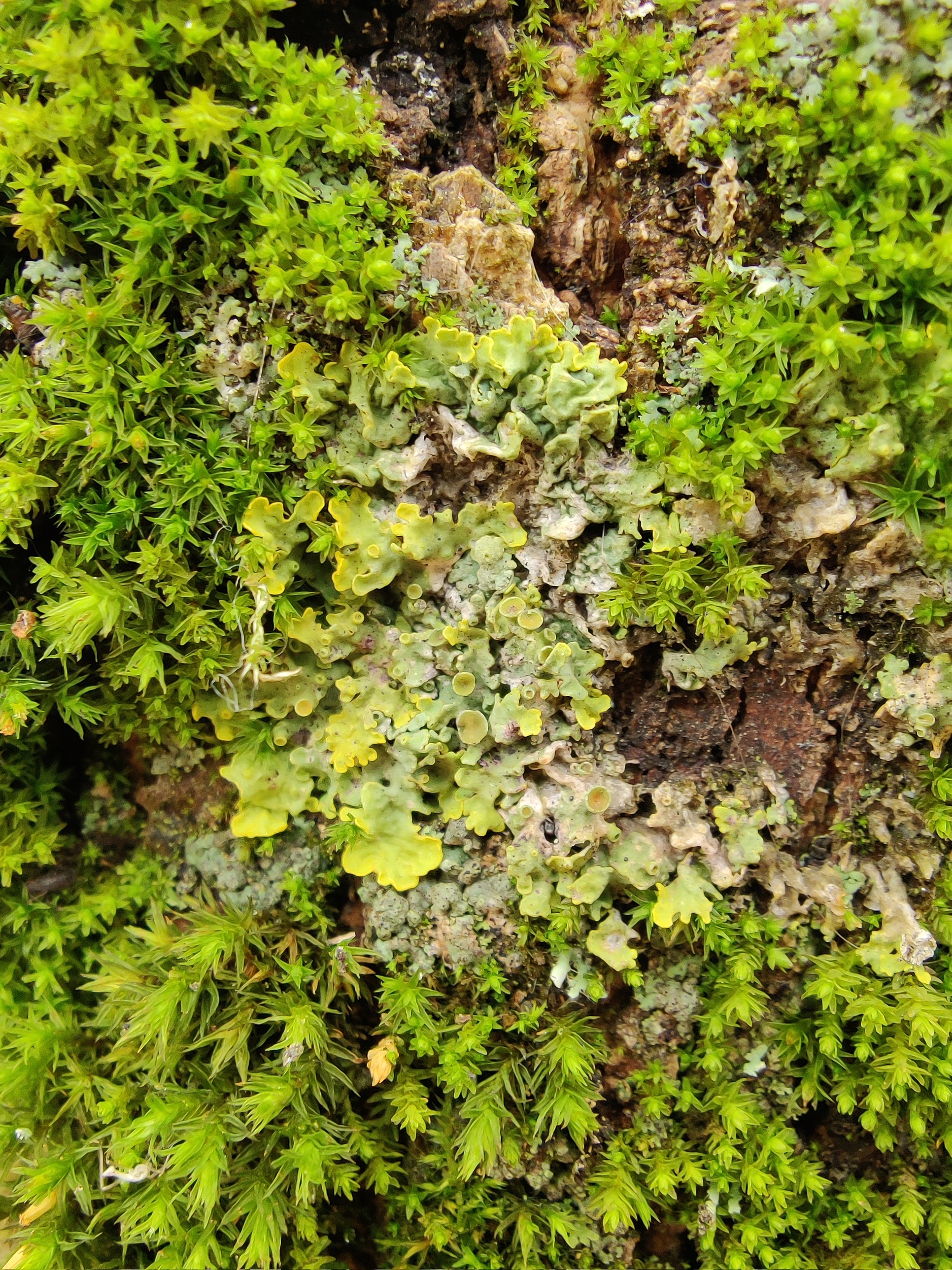 Lichens and mosses in the city - My, Nature, City walk, The photo