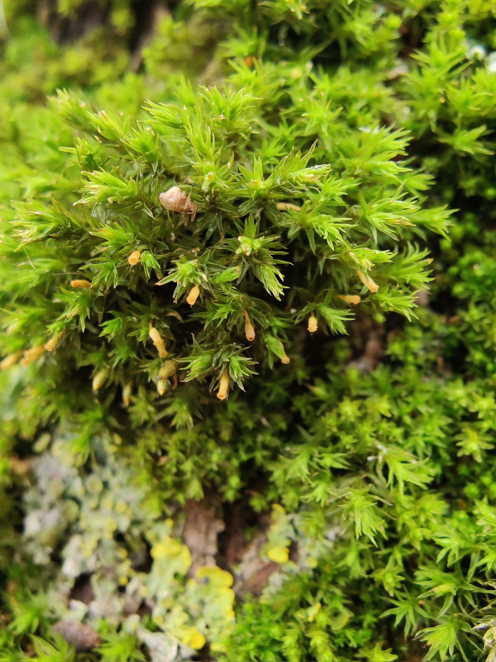 Lichens and mosses in the city - My, Nature, City walk, The photo