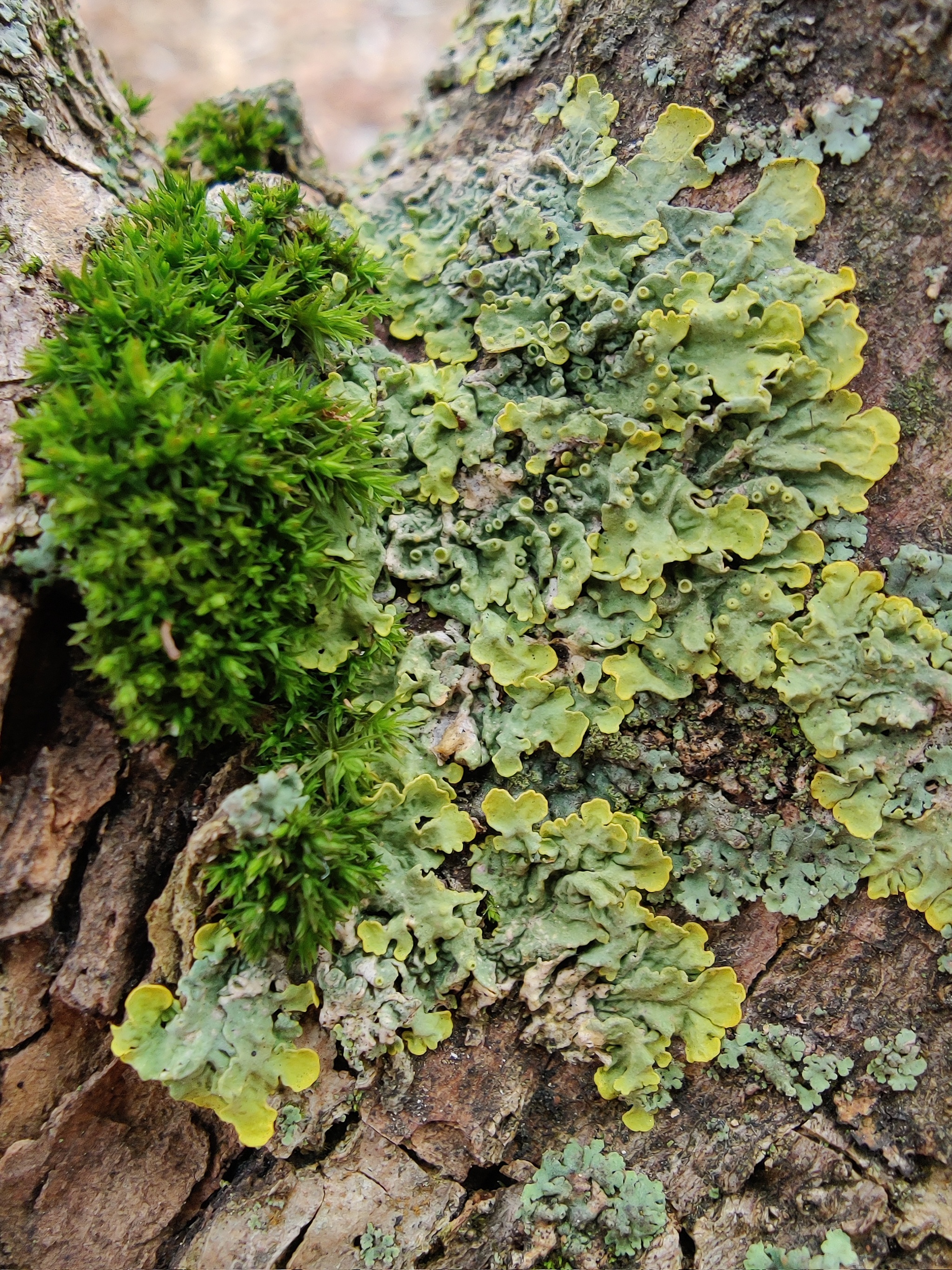 Lichens and mosses in the city - My, Nature, City walk, The photo