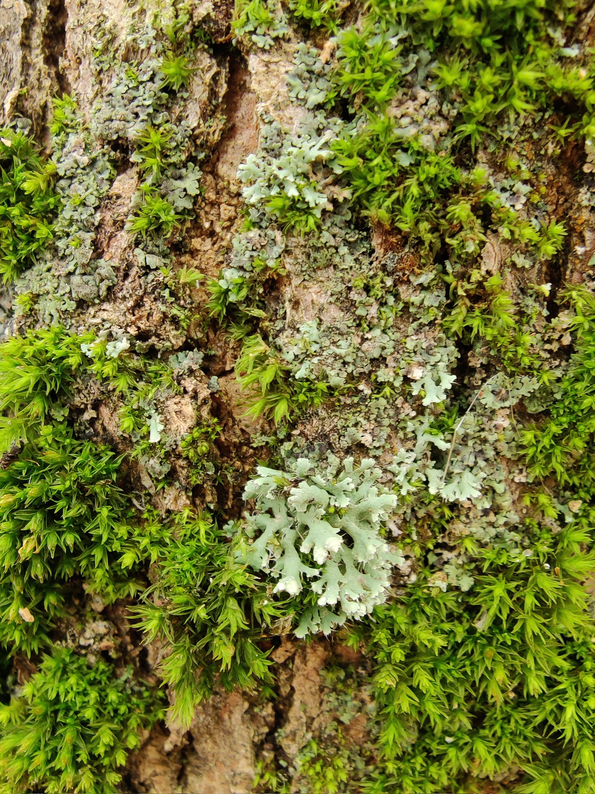 Lichens and mosses in the city - My, Nature, City walk, The photo