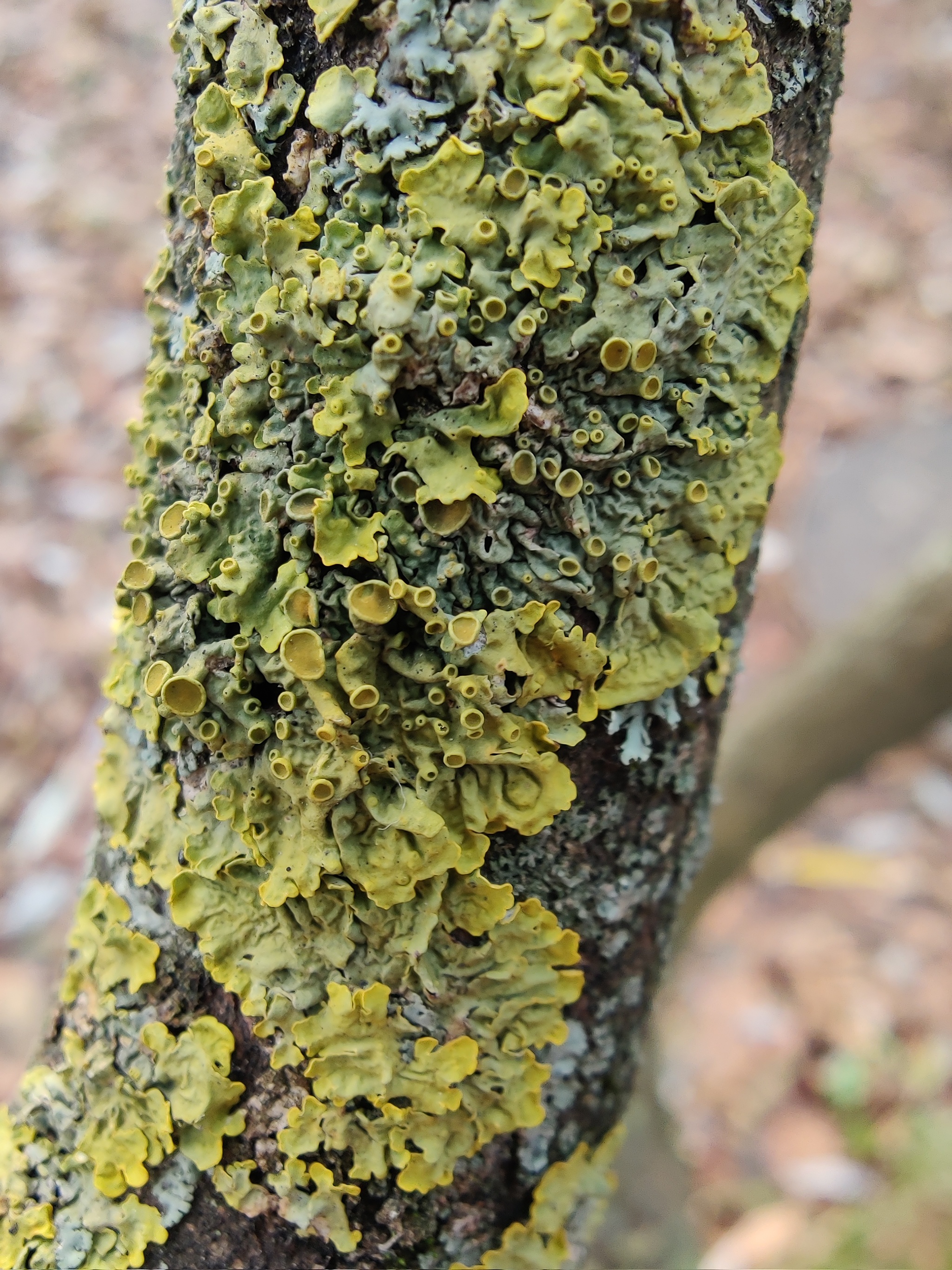 Lichens and mosses in the city - My, Nature, City walk, The photo