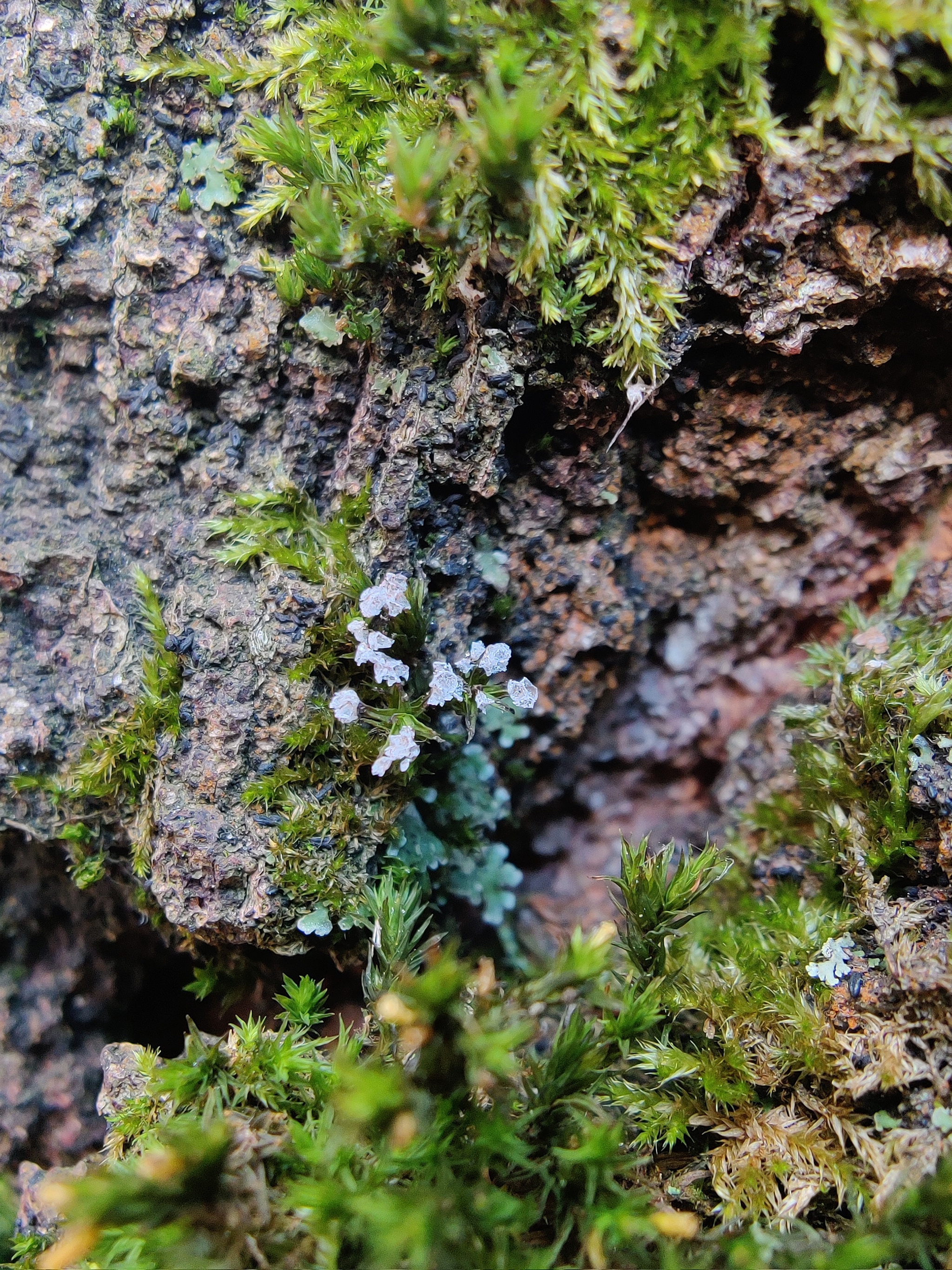 Lichens and mosses in the city - My, Nature, City walk, The photo