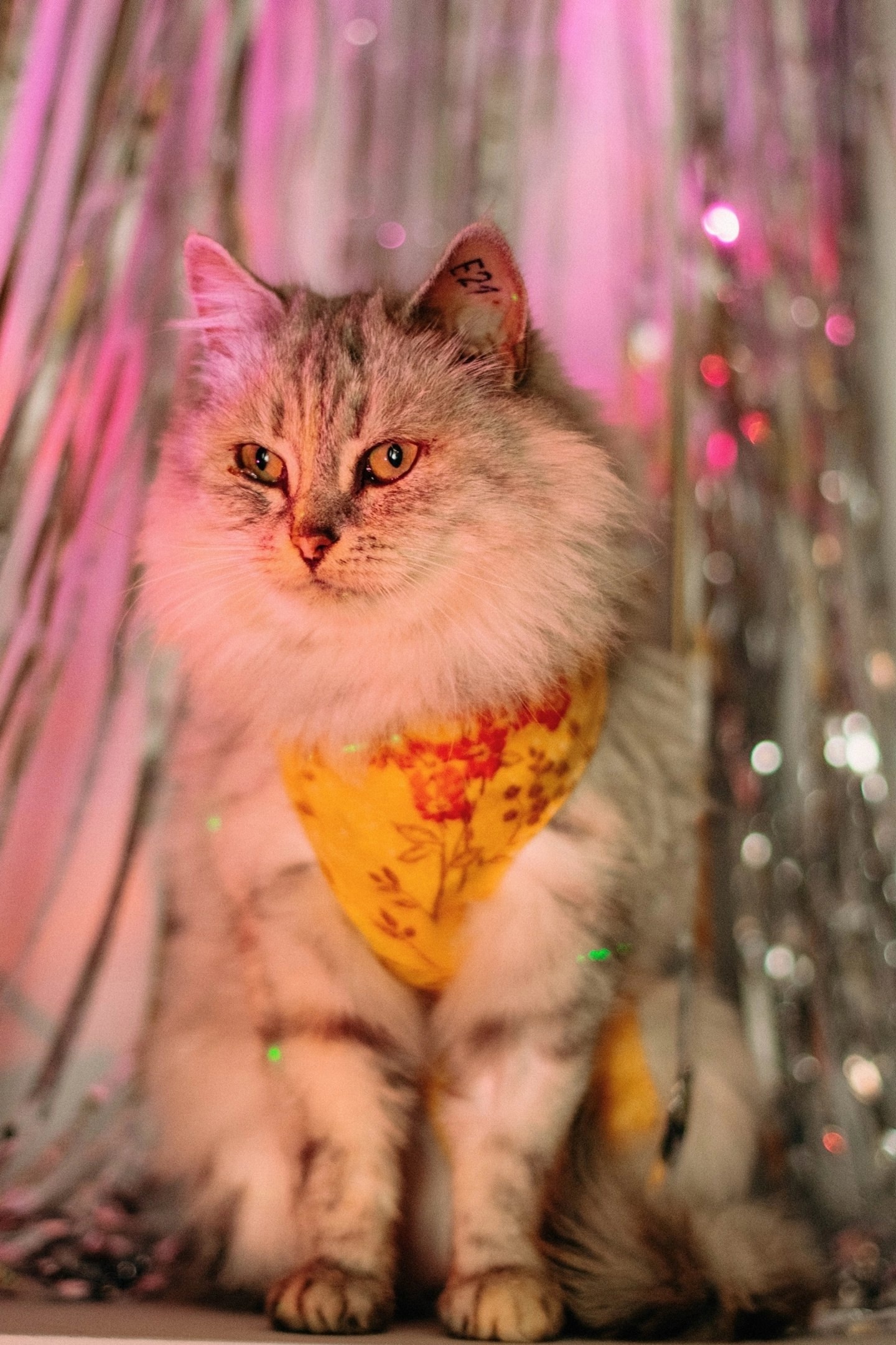 The fluffiest, most affectionate cat Musya is looking for a home - In good hands, cat, Homeless animals, Helping animals, Good league, Saransk, Moscow, No rating, Longpost, VKontakte (link), Cat lovers