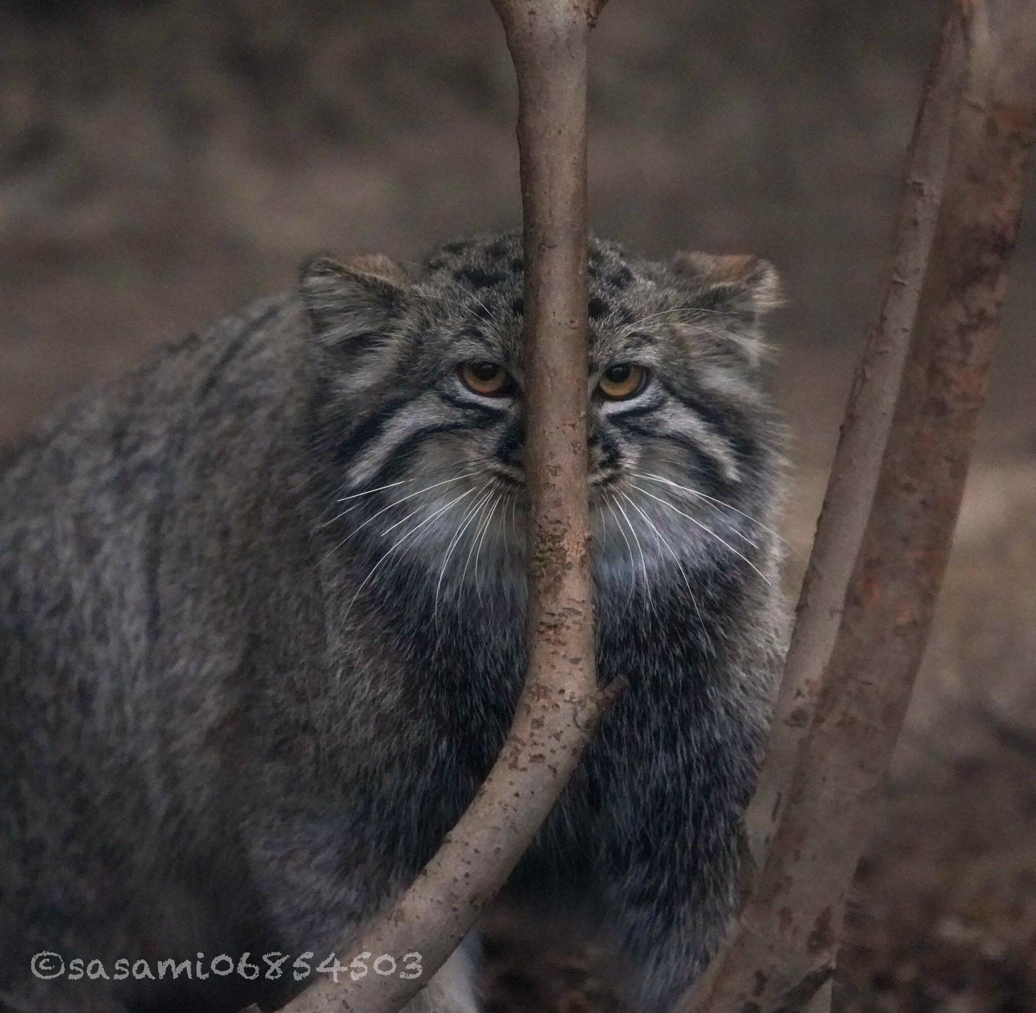 Reply to the post Meet Nika - Zoo, Pallas' cat, Cat family, Predatory animals, Wild animals, Small cats, The photo, Reply to post