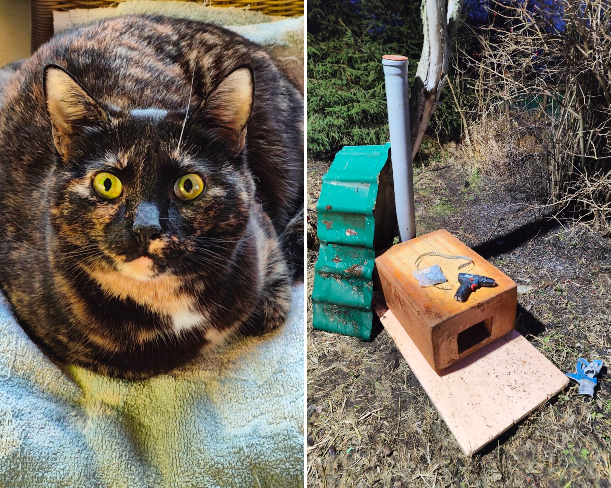 I launch automatic feeders for cats left at summer cottages - My, Dacha, cat, Animal Rescue, Helping animals, Winter, Homeless animals, Video, Vertical video, Longpost, Youtube