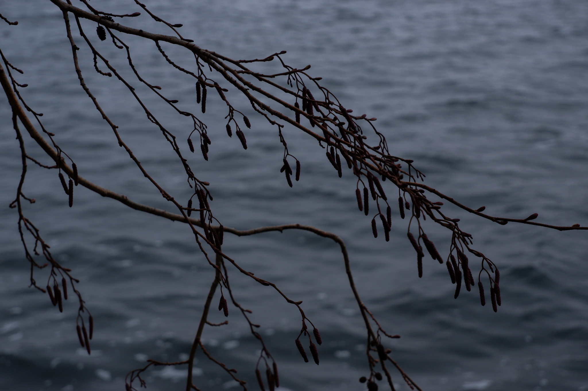 Left Bank District. Scarlet Sails Park - My, Voronezh, Scarlet Sails, The park, Squirrel, Dog, Animals, Pets, Tower, Reservoir, December, Pigeon, Amateur photography, The photo, Longpost