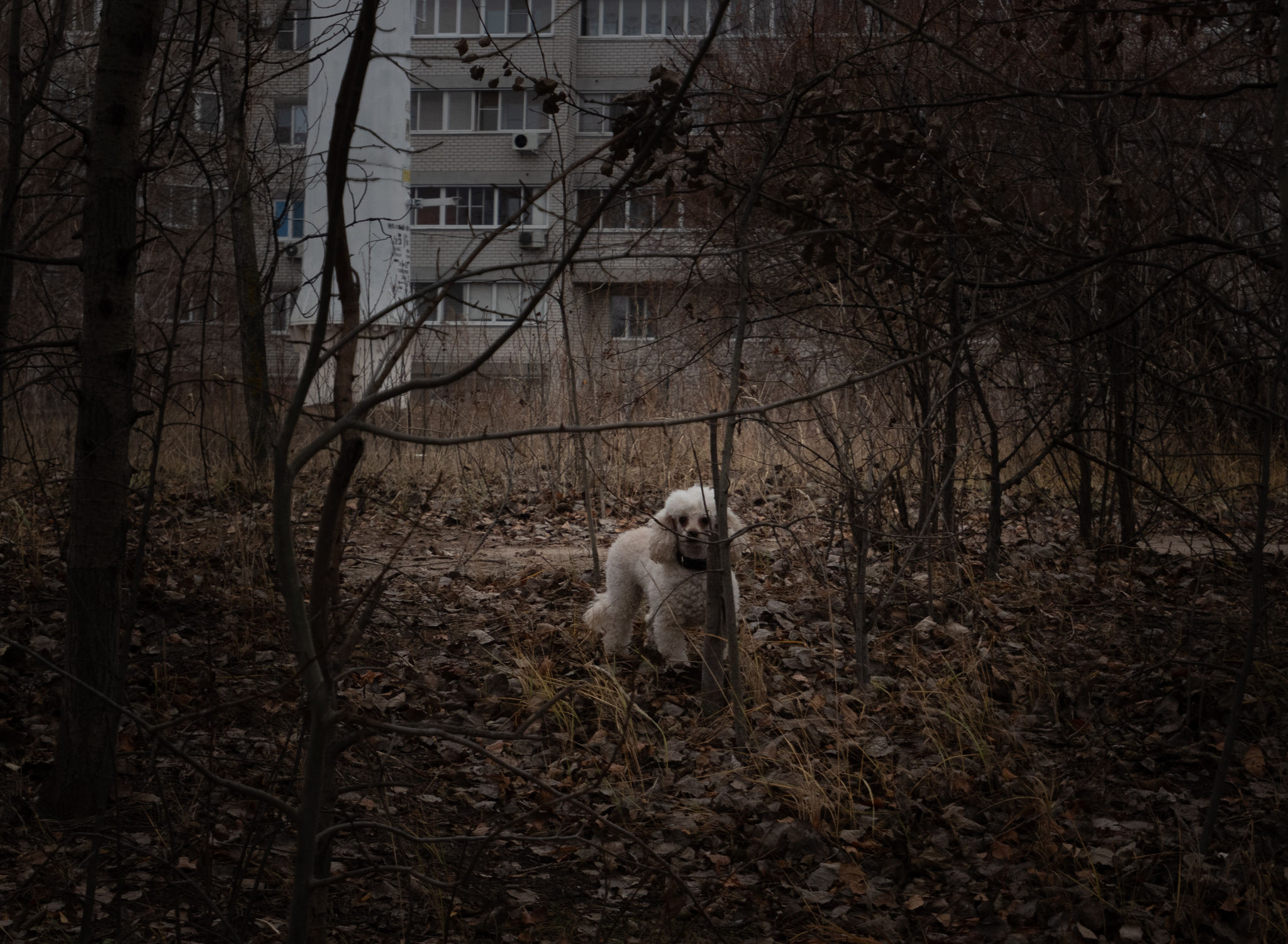 Left Bank District. Scarlet Sails Park - My, Voronezh, Scarlet Sails, The park, Squirrel, Dog, Animals, Pets, Tower, Reservoir, December, Pigeon, Amateur photography, The photo, Longpost