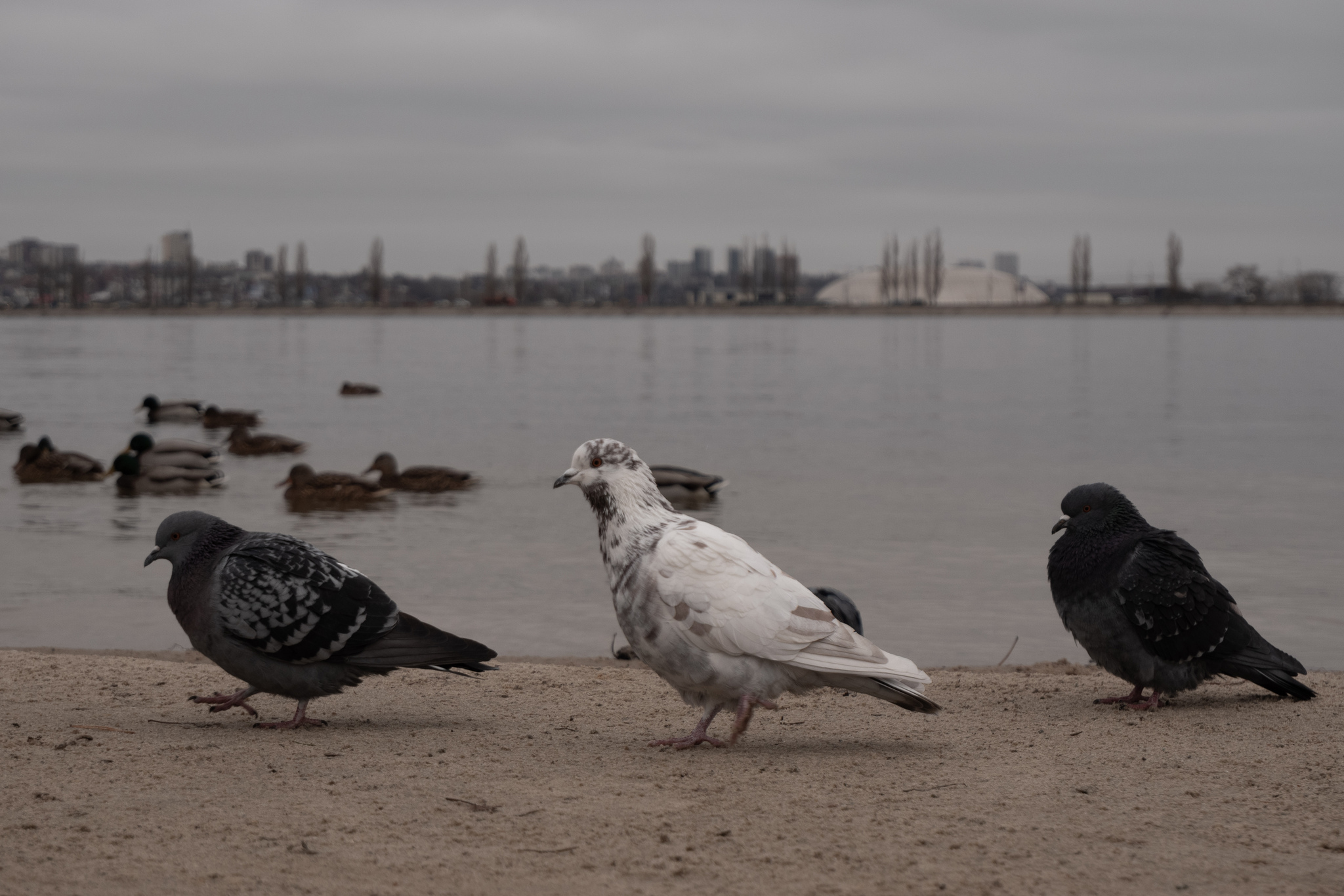 Left Bank District. Scarlet Sails Park - My, Voronezh, Scarlet Sails, The park, Squirrel, Dog, Animals, Pets, Tower, Reservoir, December, Pigeon, Amateur photography, The photo, Longpost