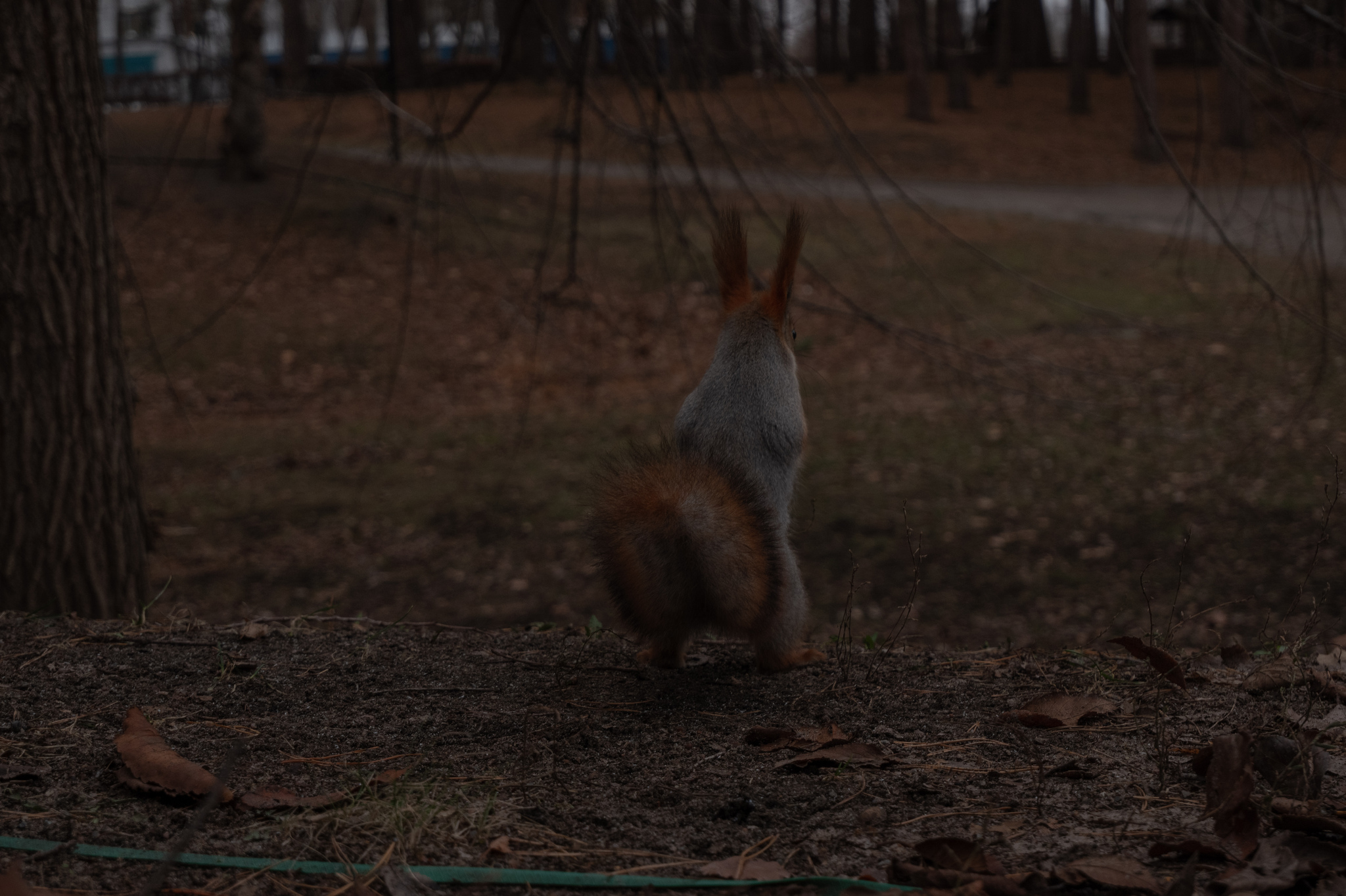 Left Bank District. Scarlet Sails Park - My, Voronezh, Scarlet Sails, The park, Squirrel, Dog, Animals, Pets, Tower, Reservoir, December, Pigeon, Amateur photography, The photo, Longpost