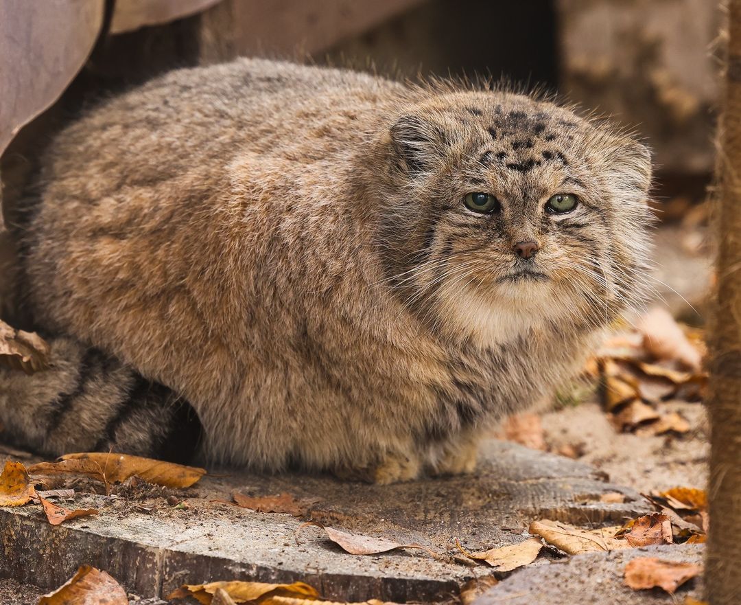 Meet Boris - Zoo, Pallas' cat, Cat family, Predatory animals, Wild animals, Small cats, The photo