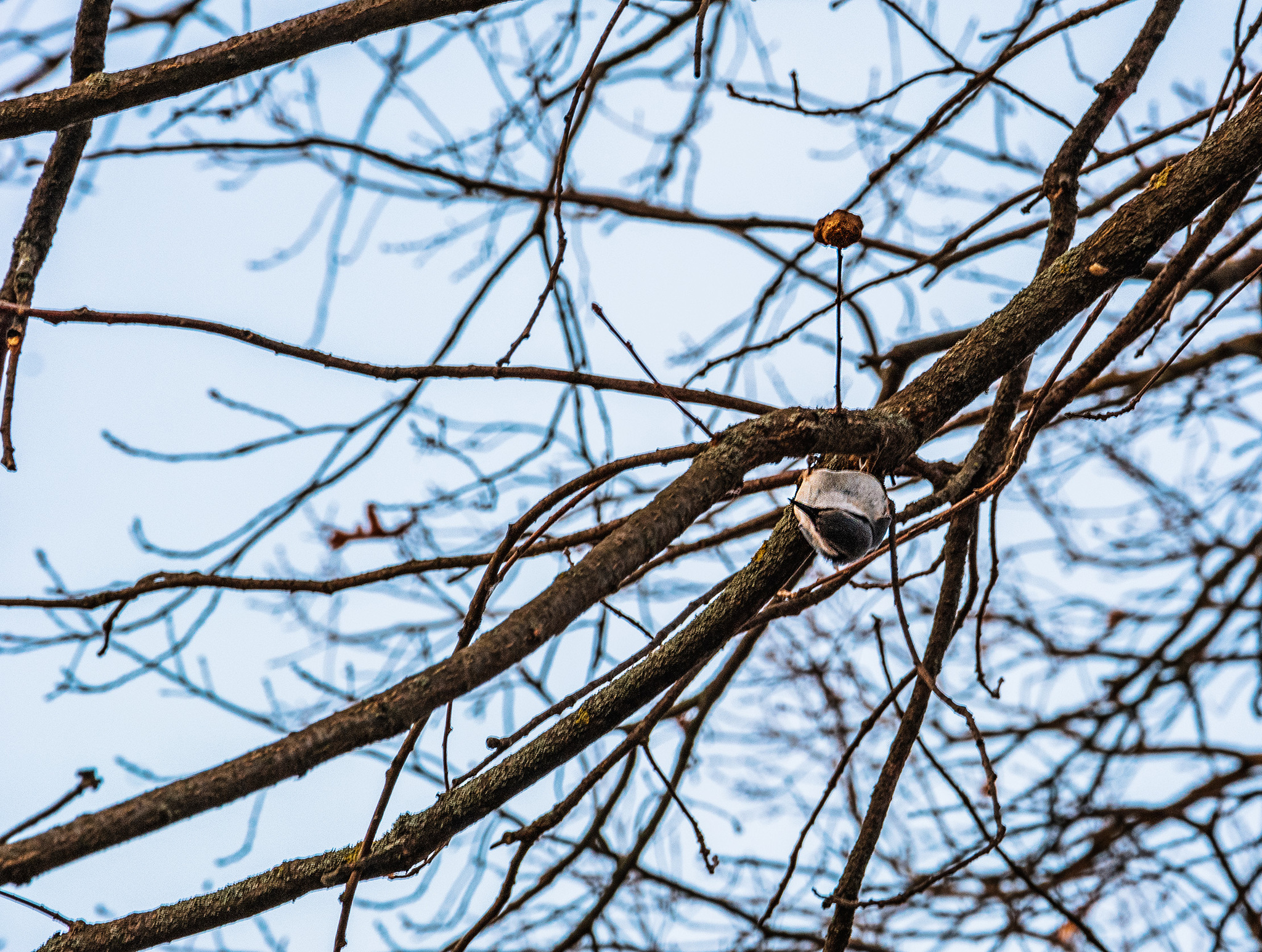 Quite convenient - My, The photo, Nature, Landscape, Nikon, Birds, Upside down