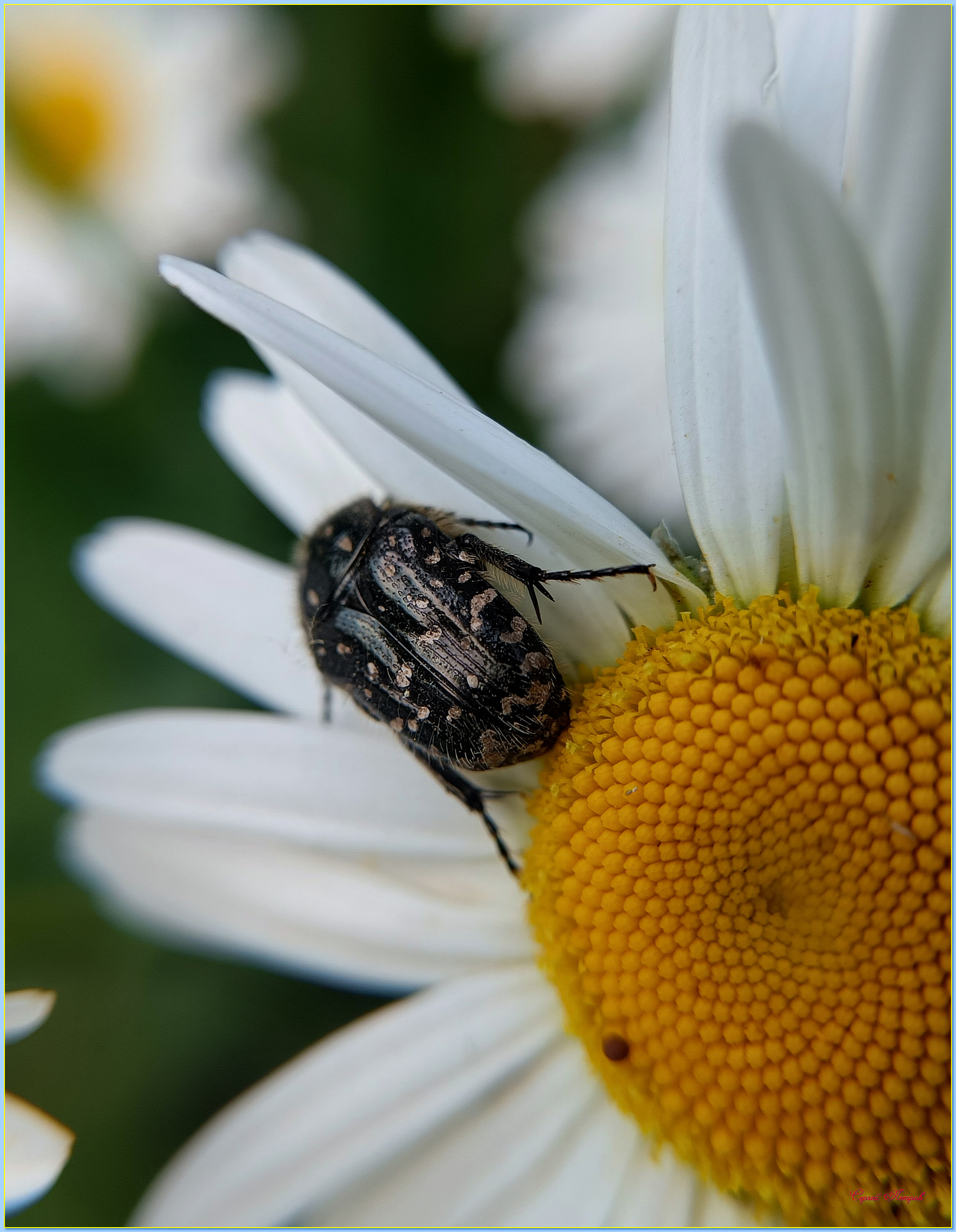 On a chamomile - My, The photo, Nature, Summer, Flowers, Chamomile, Жуки